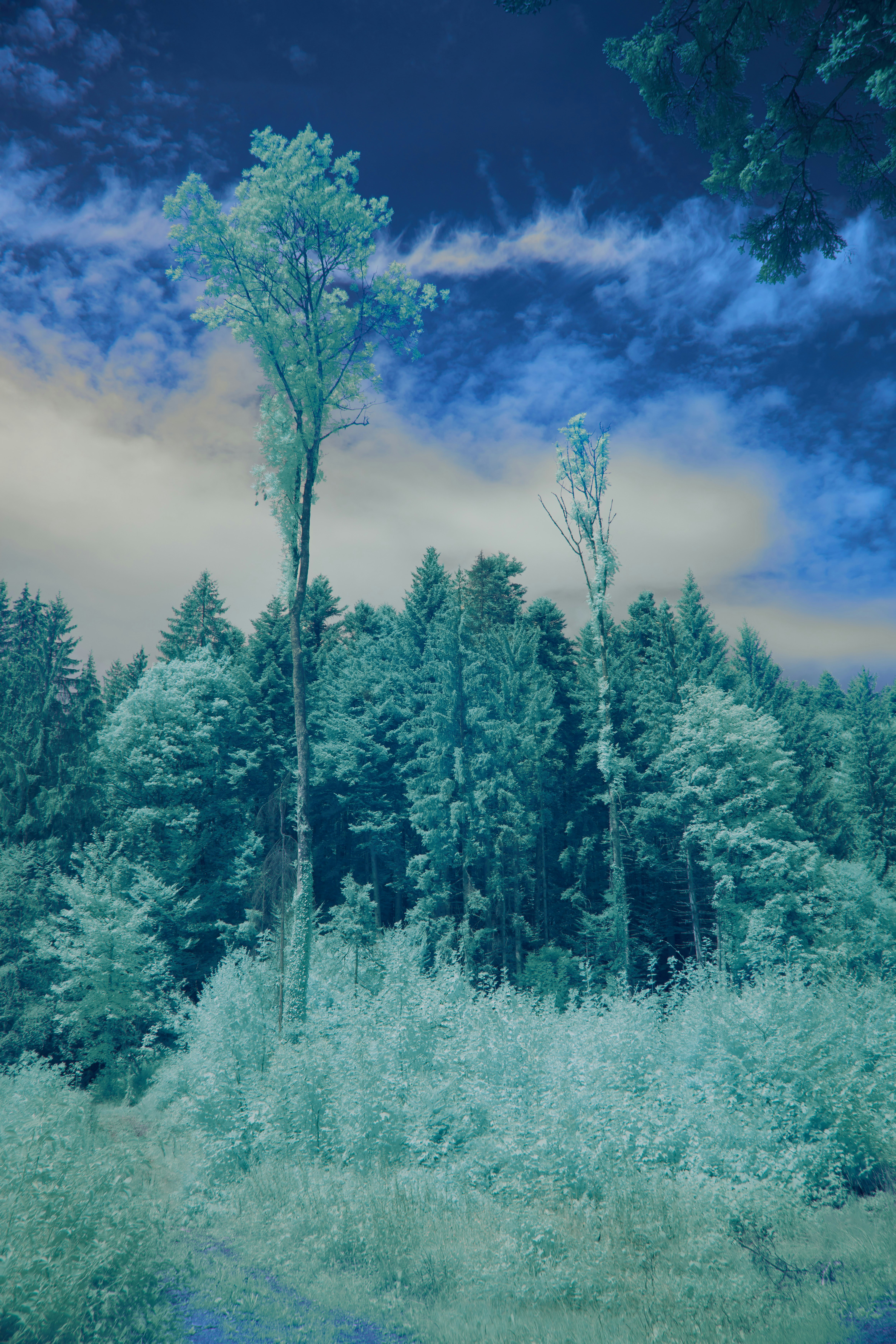 Photo by wolfgang_hasselmann