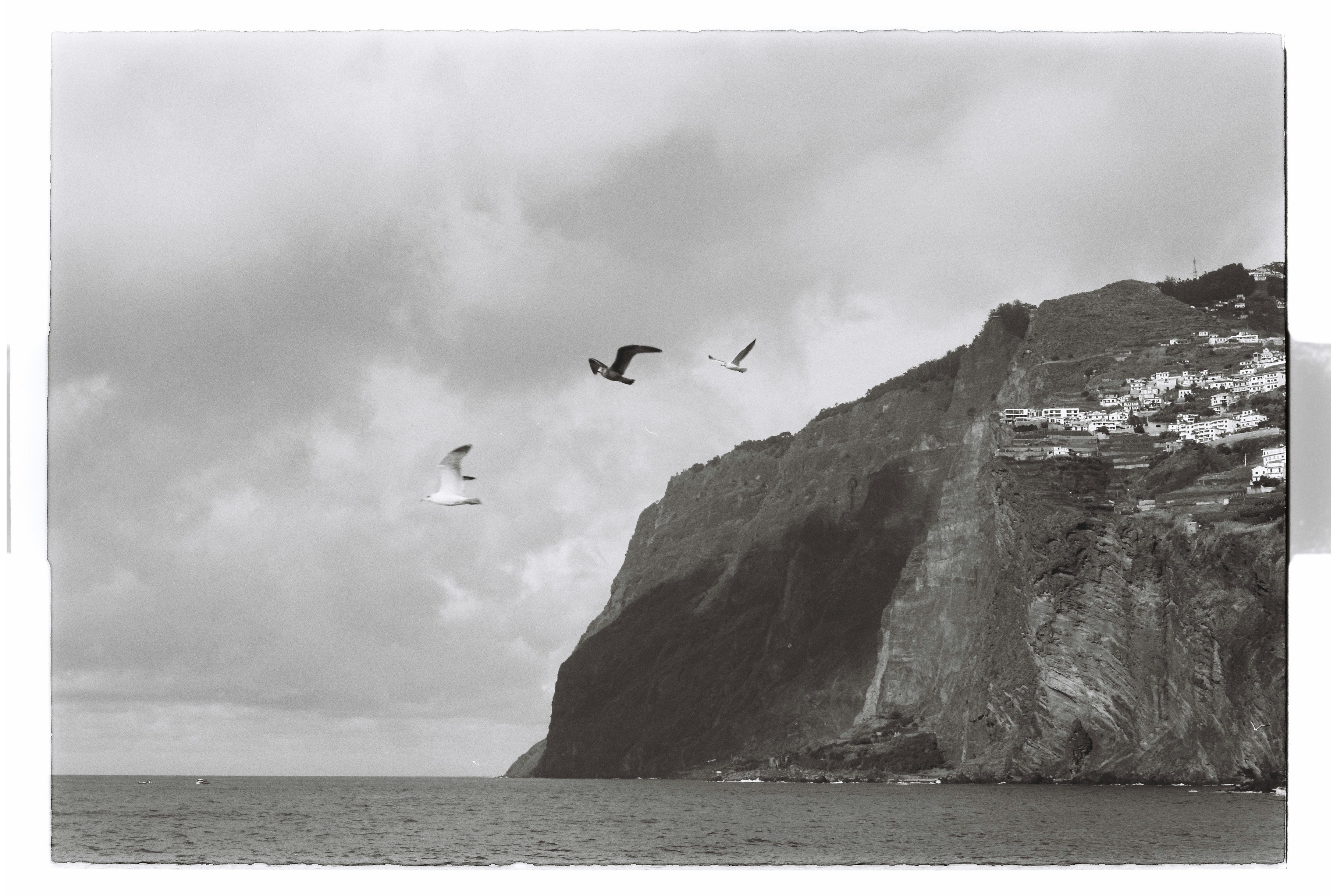 Seagulls fly near a coastal cliff with buildings.