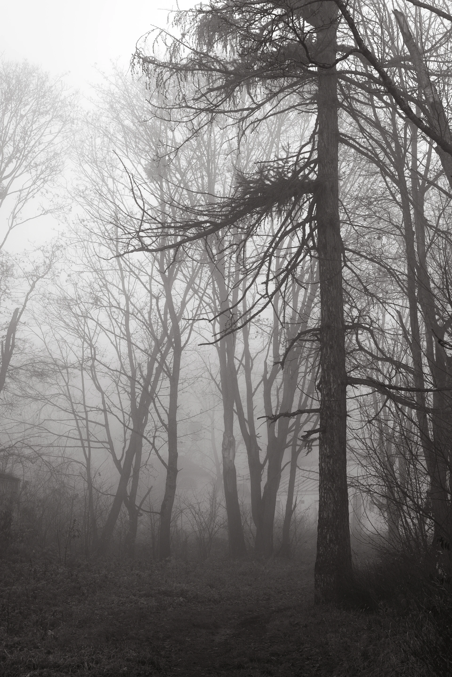 Bare trees in a dense, foggy forest