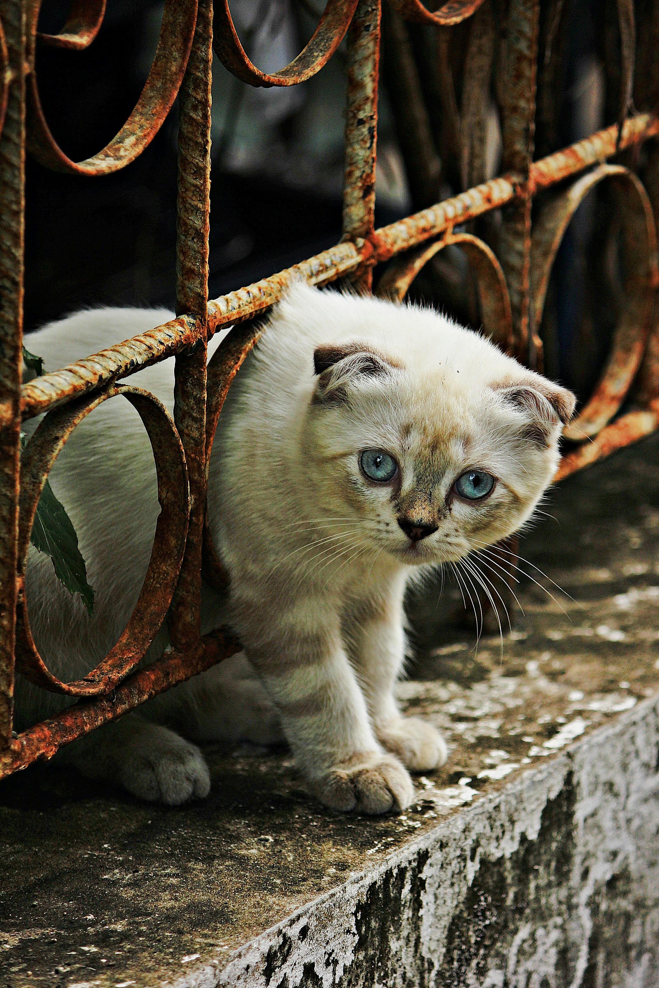 A sad kitten with blue eyes behind a rusty fence.