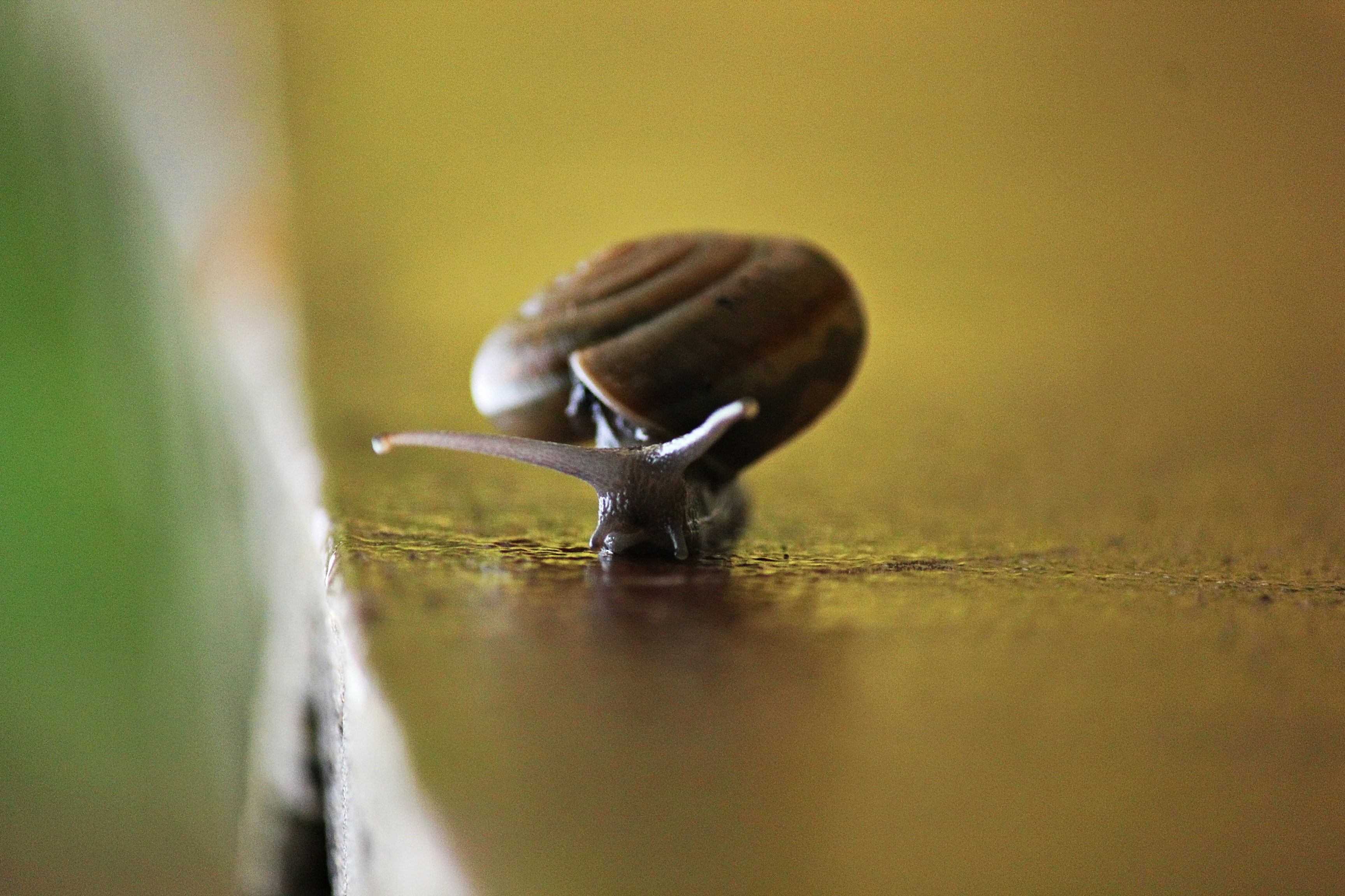 A small snail crawling on a wooden surface.