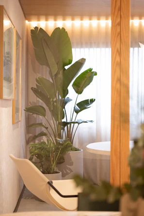 Large potted plants decorate a modern room interior.