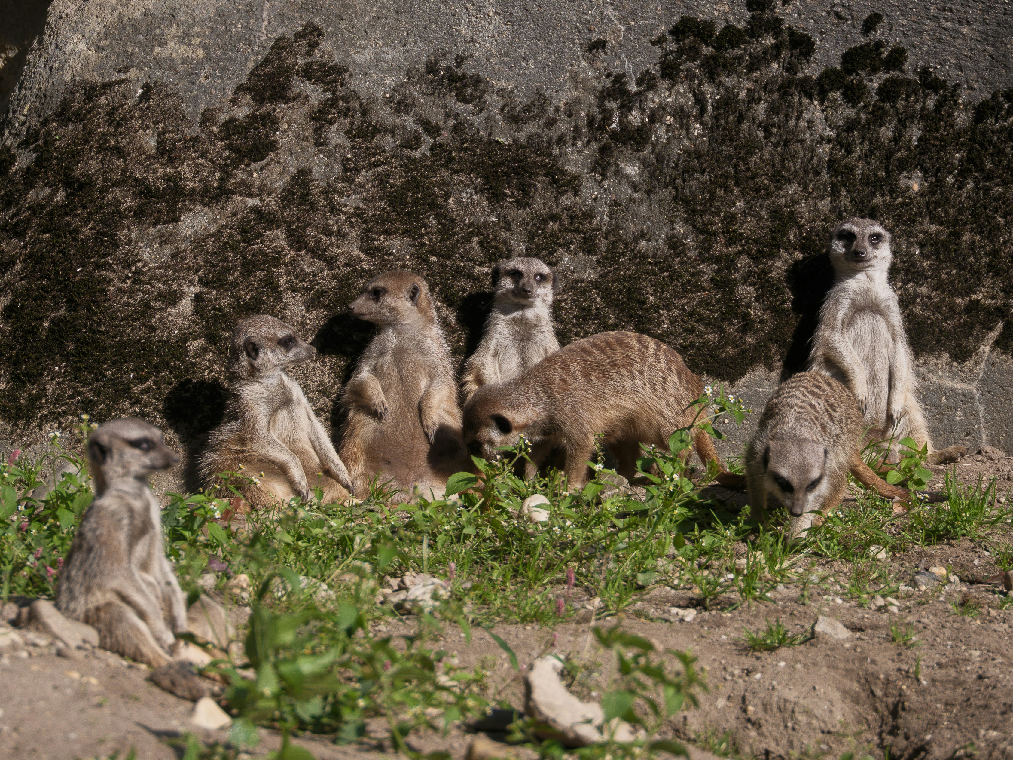 A group of meerkats standing near a rocky wall.