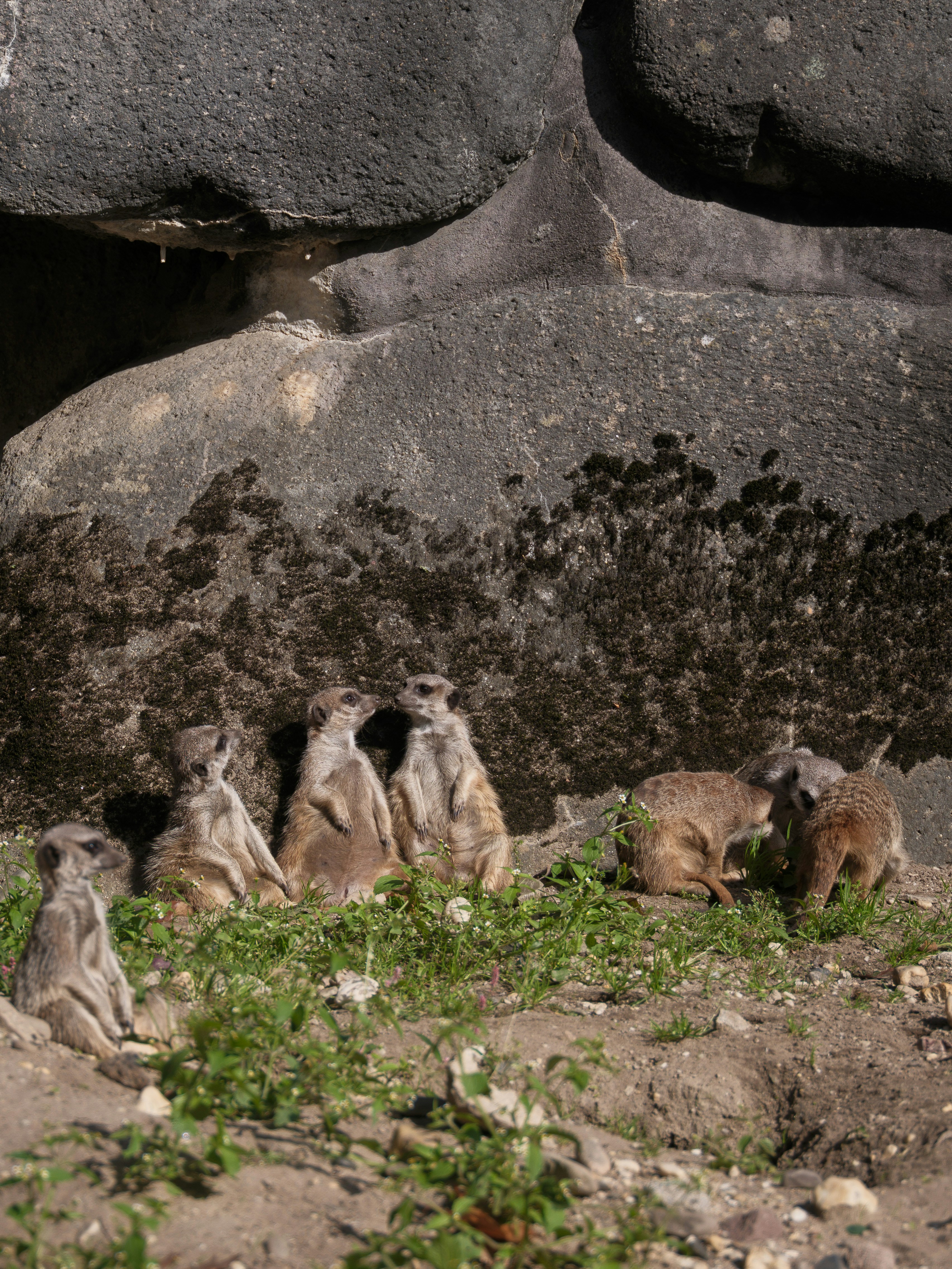 A group of meerkats resting near rocks