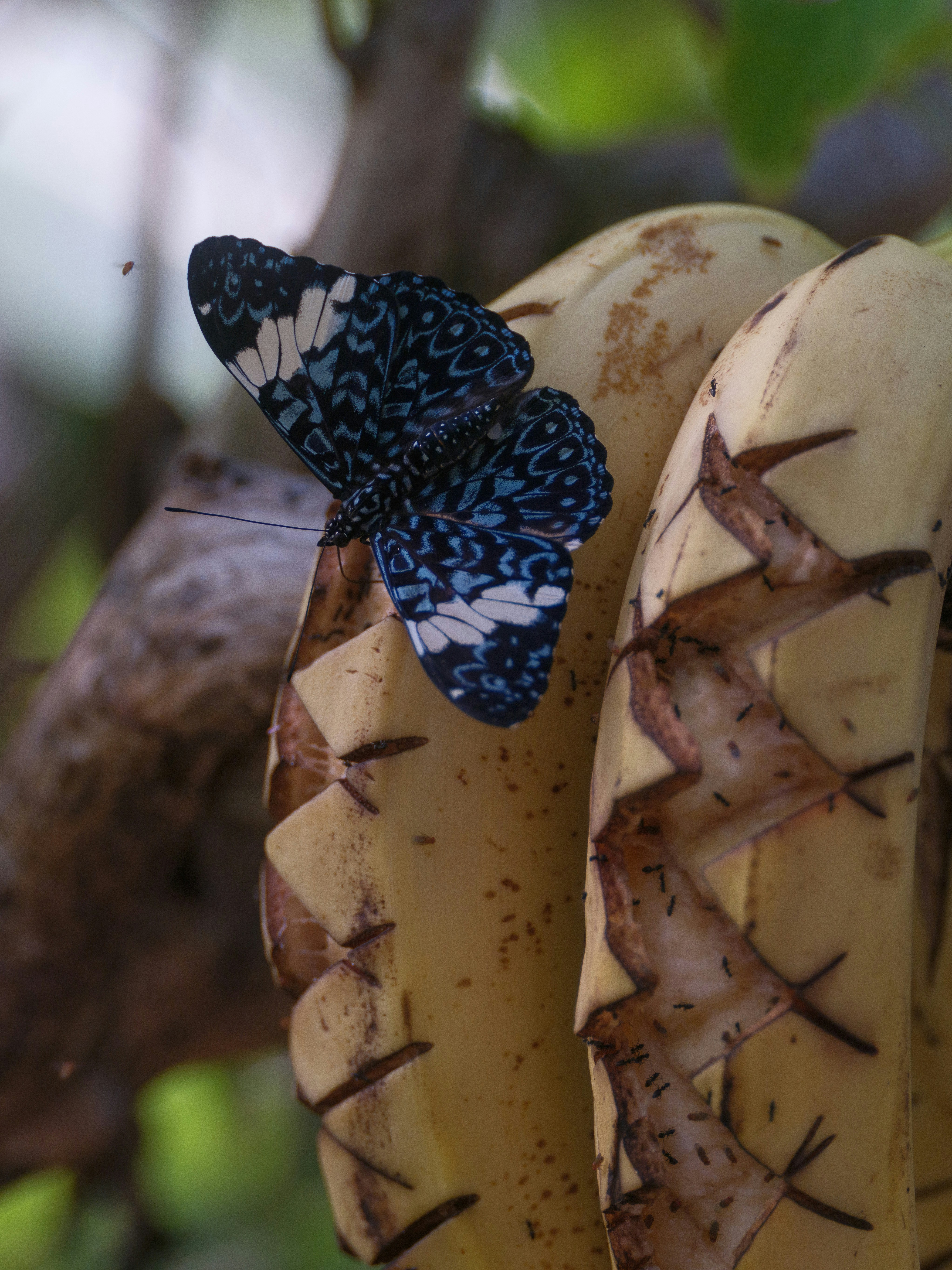미니 바나나 나무 이미지2