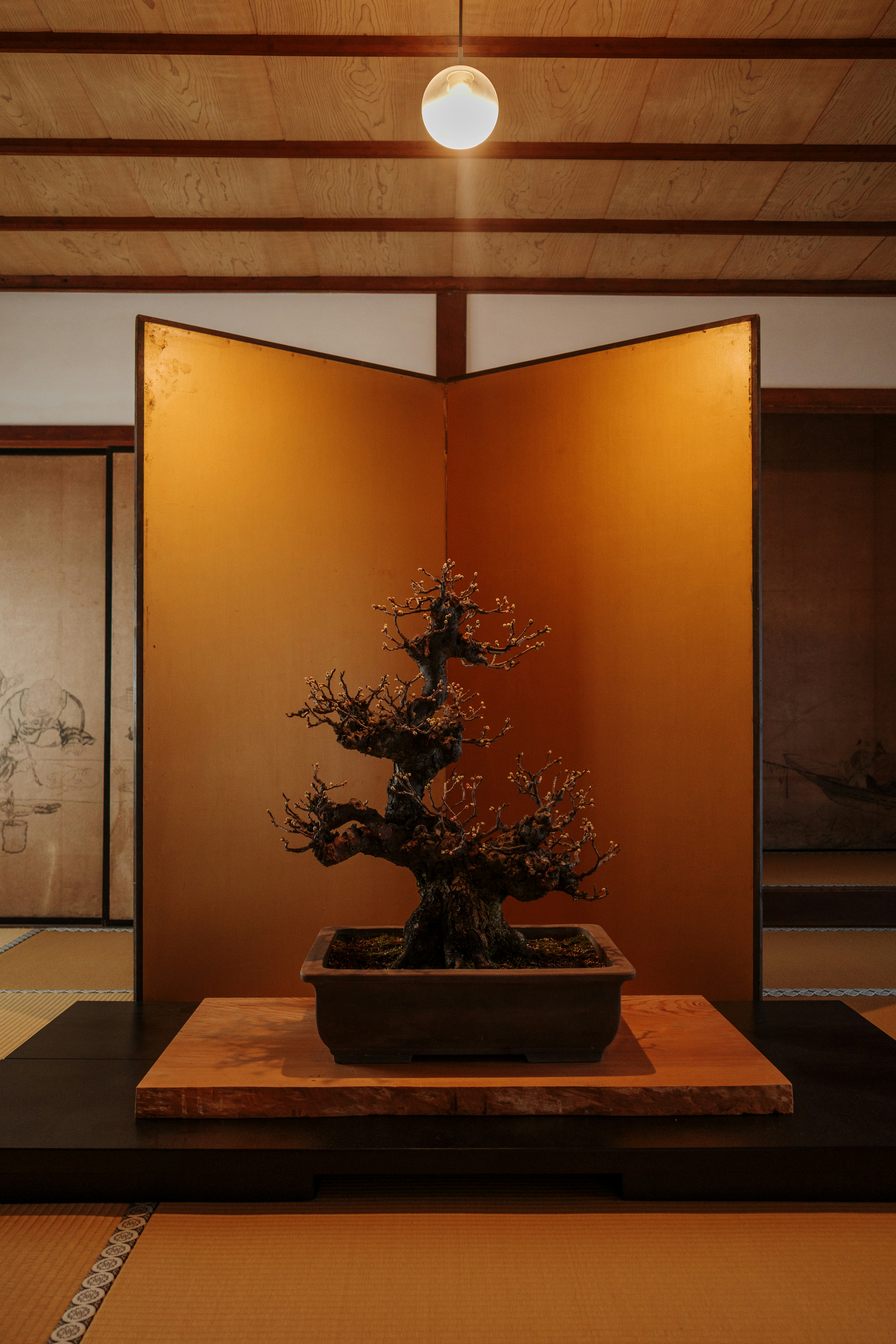 A bonsai tree in a pot on a display stand.