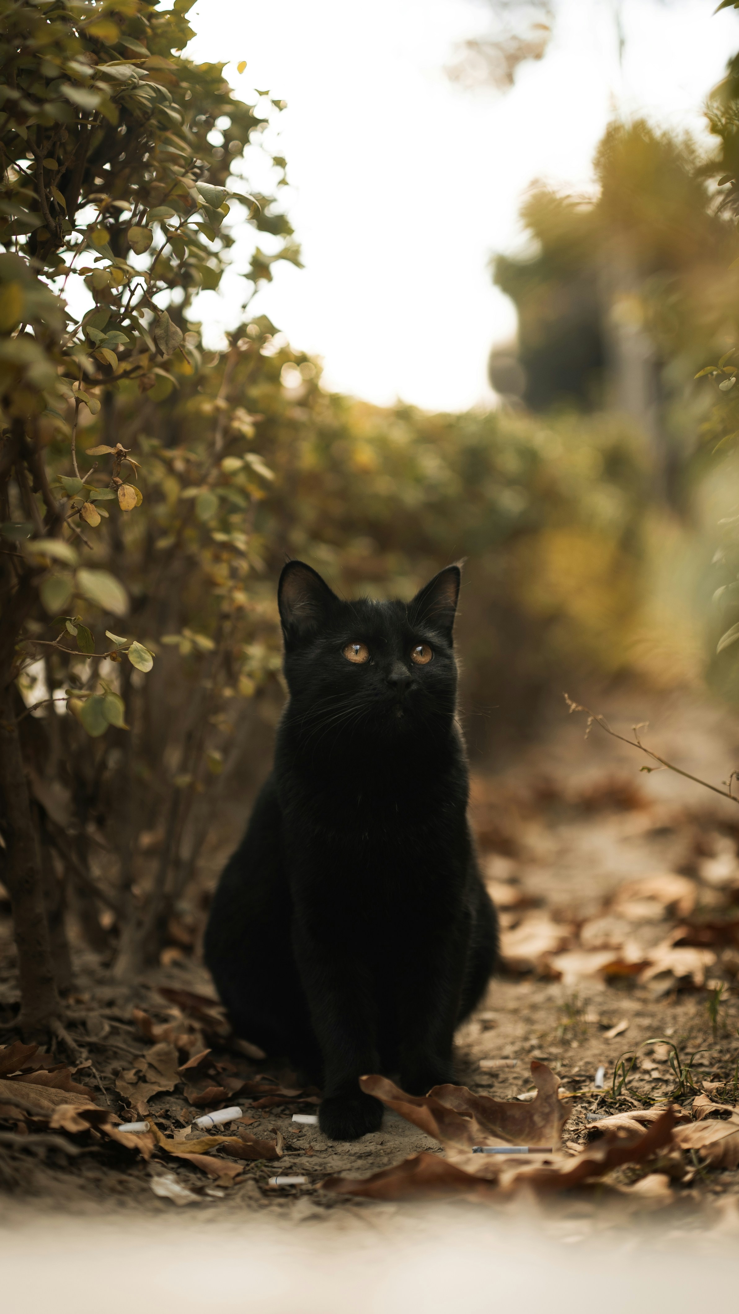 Photo by sogandkhodaei