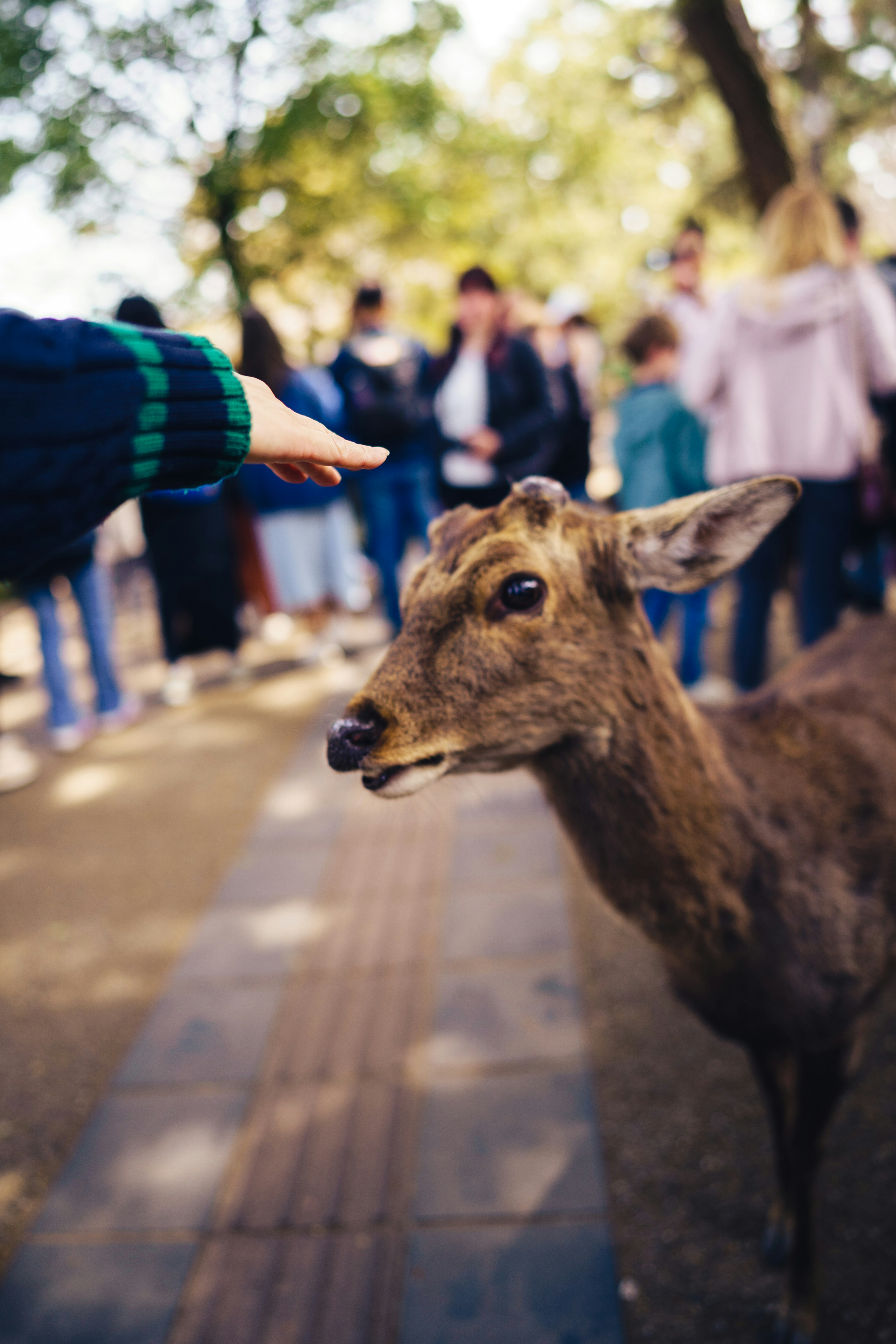 A deer reaches for a hand in a park.