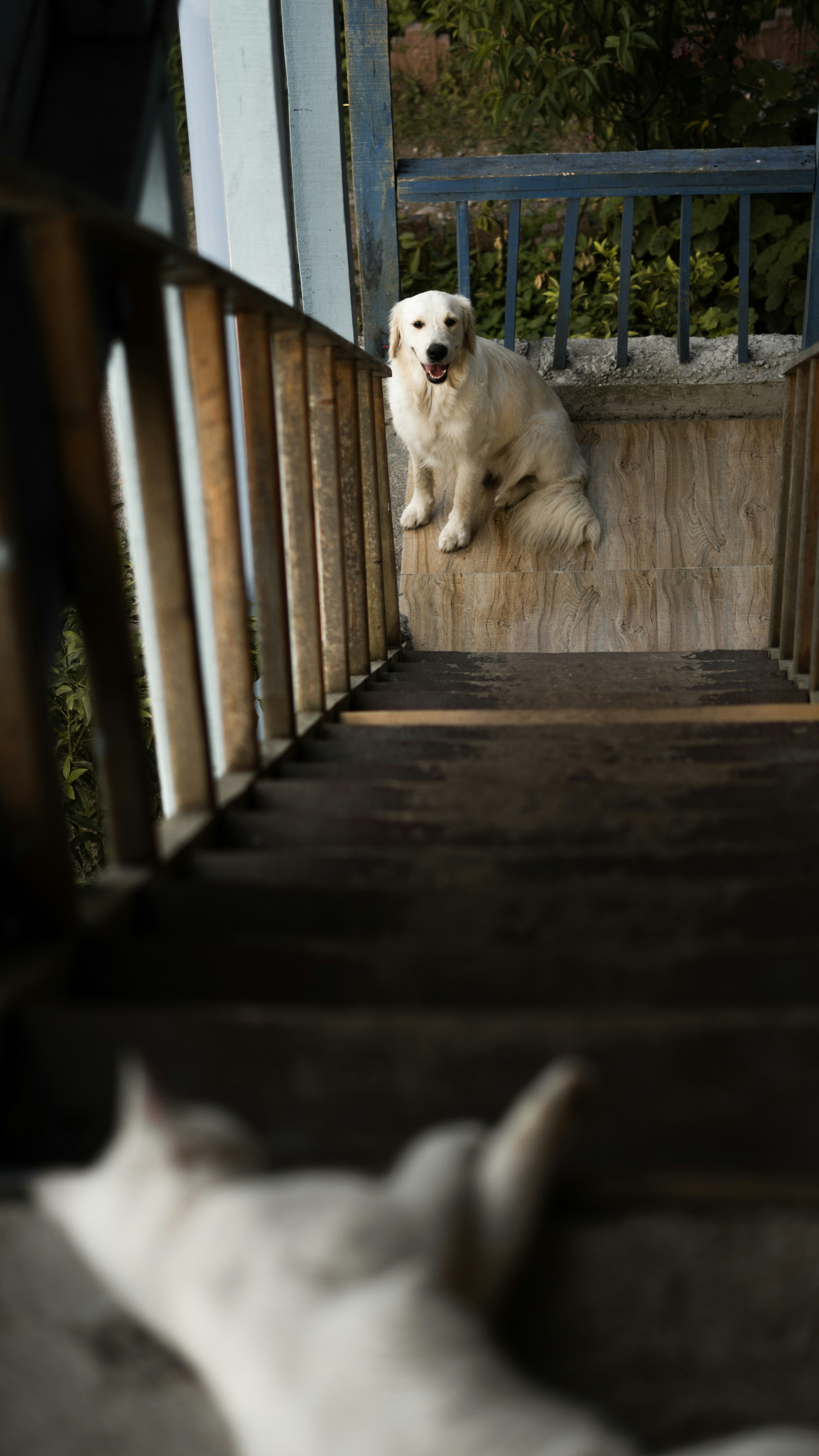 Pet owner observing dog