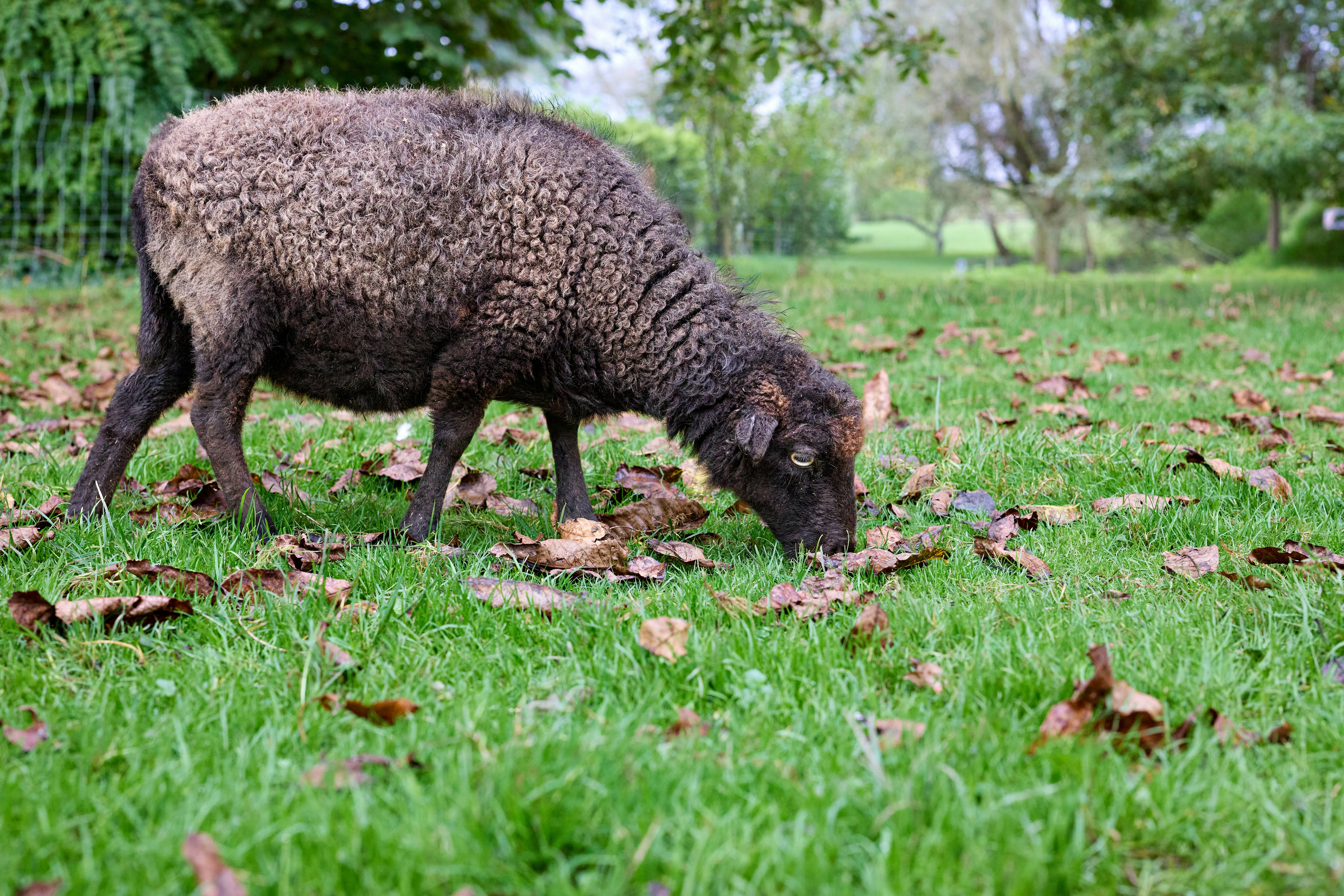 Photo by erwinbosman