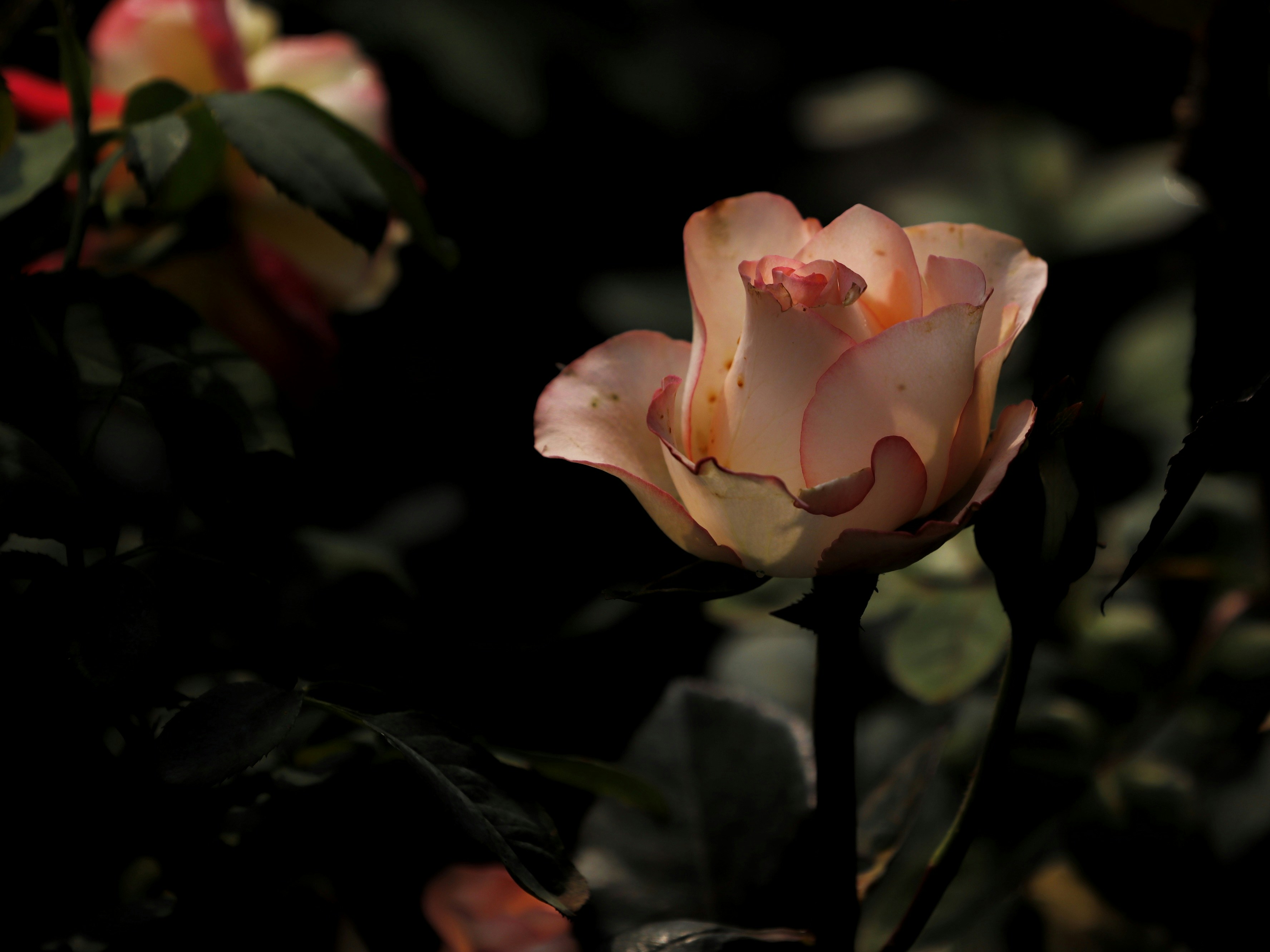 Photo by indianhobbyphotographer