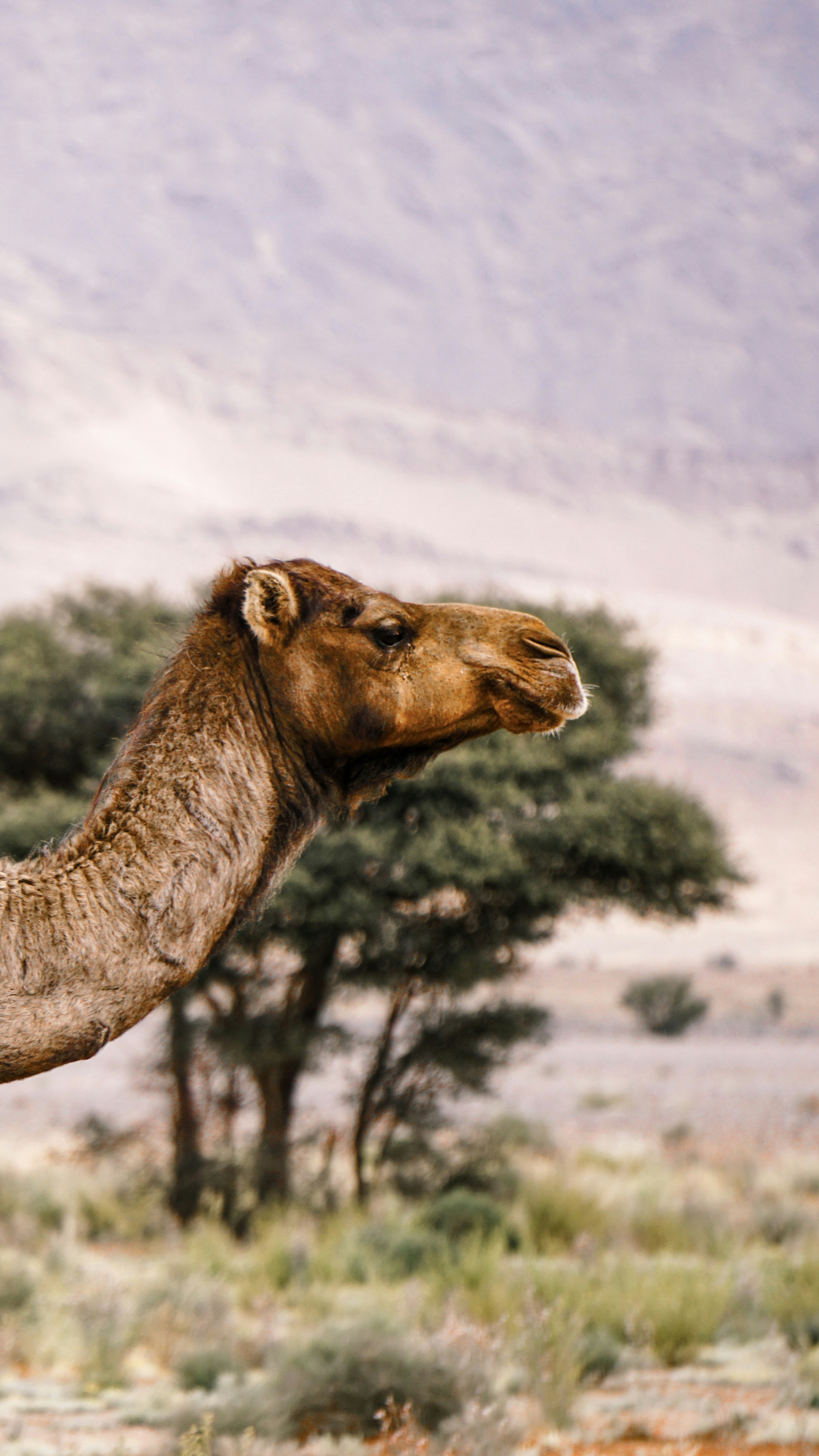 Photo by moroccopictures