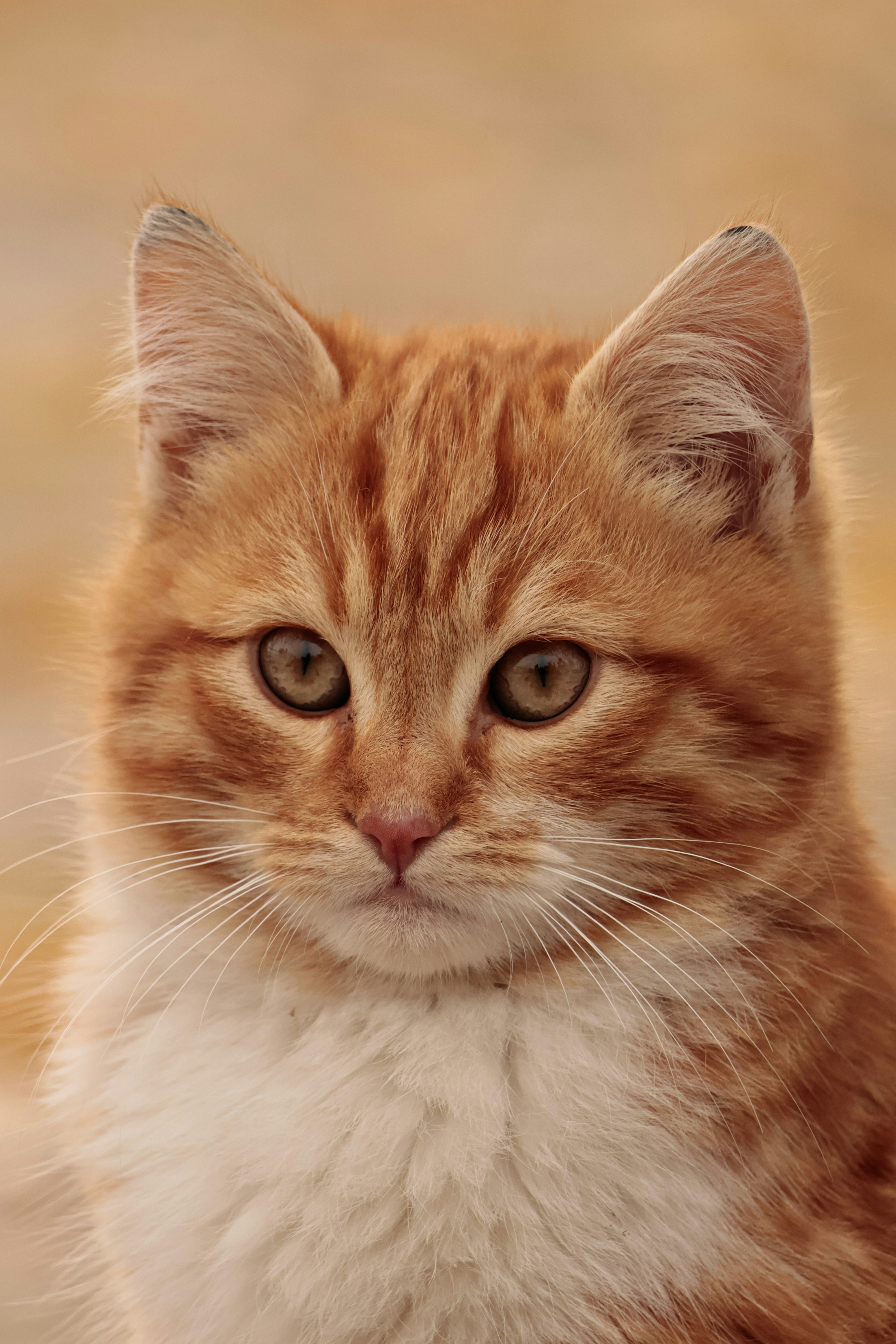 Photo by burakemrecr