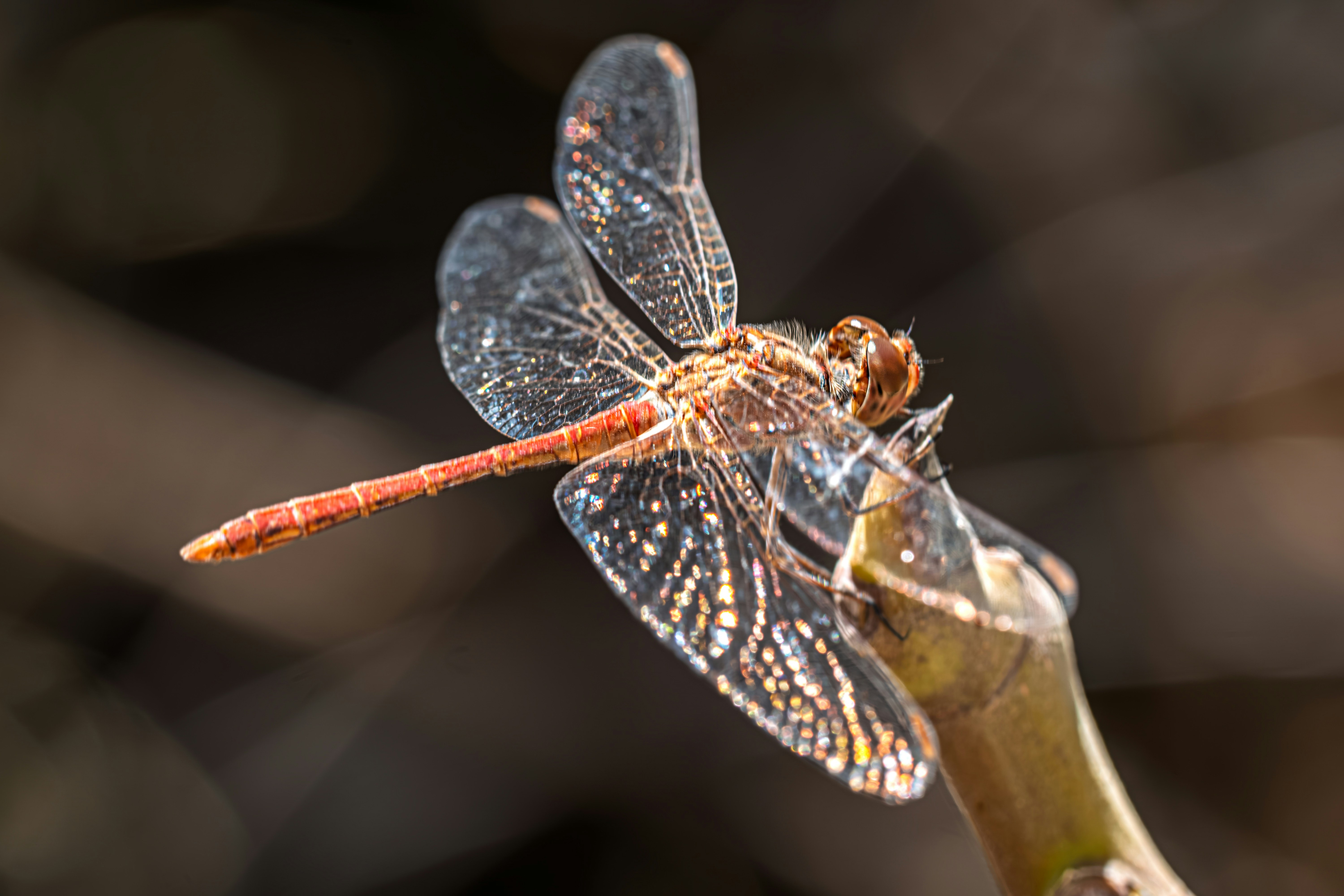 Photo by graphis_photos