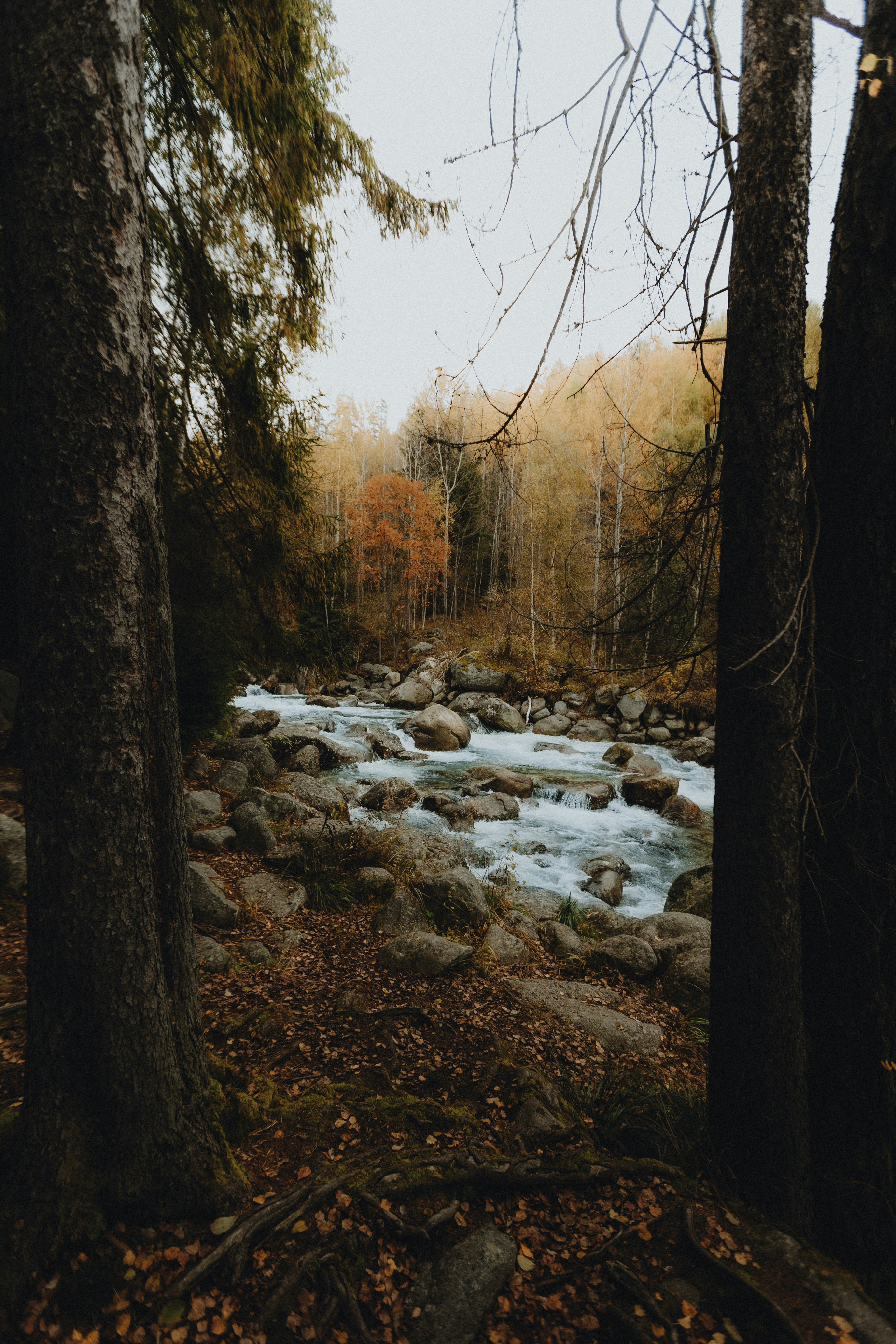 A rocky river flows through an autumn forest