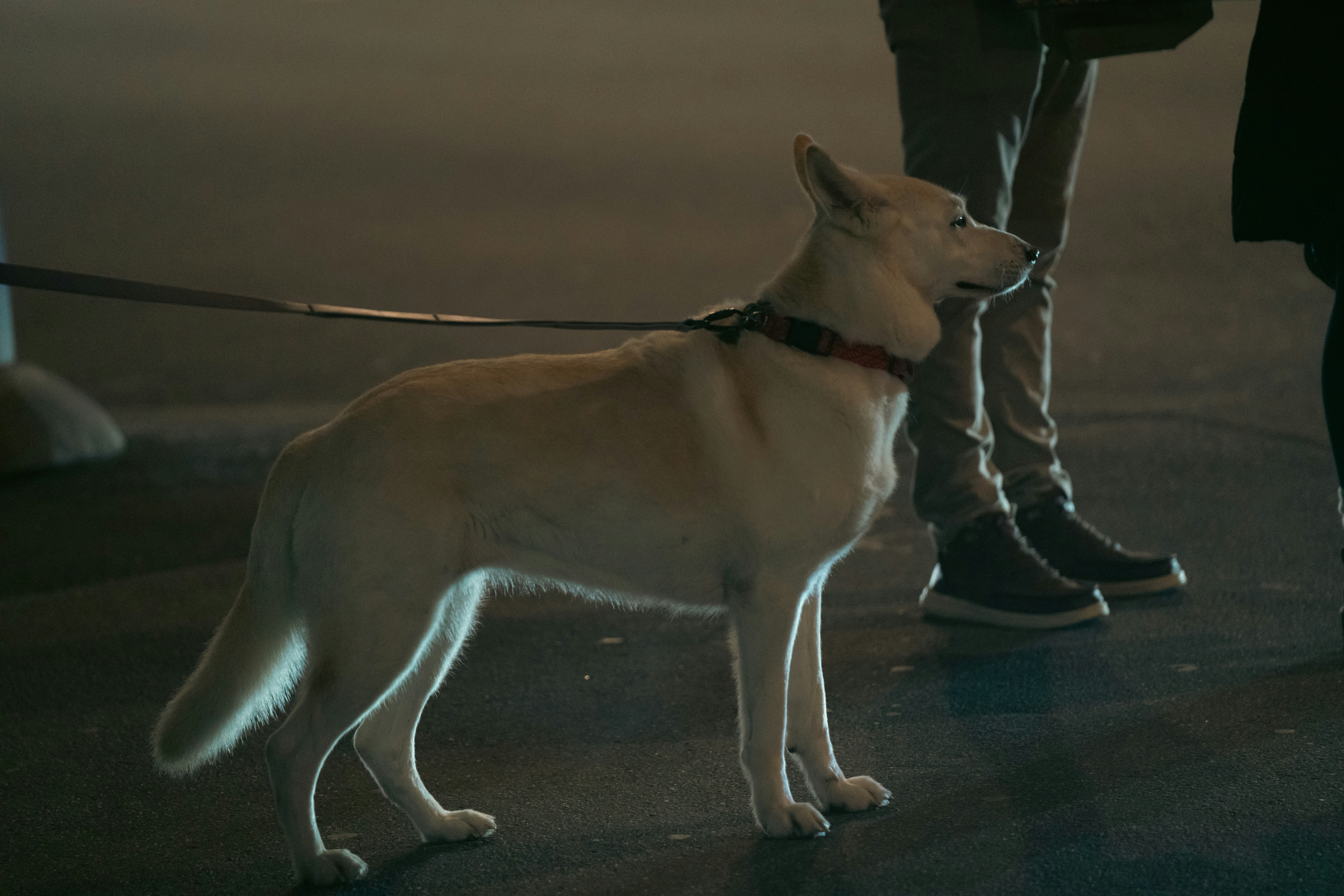 A white dog stands on a leash at night.