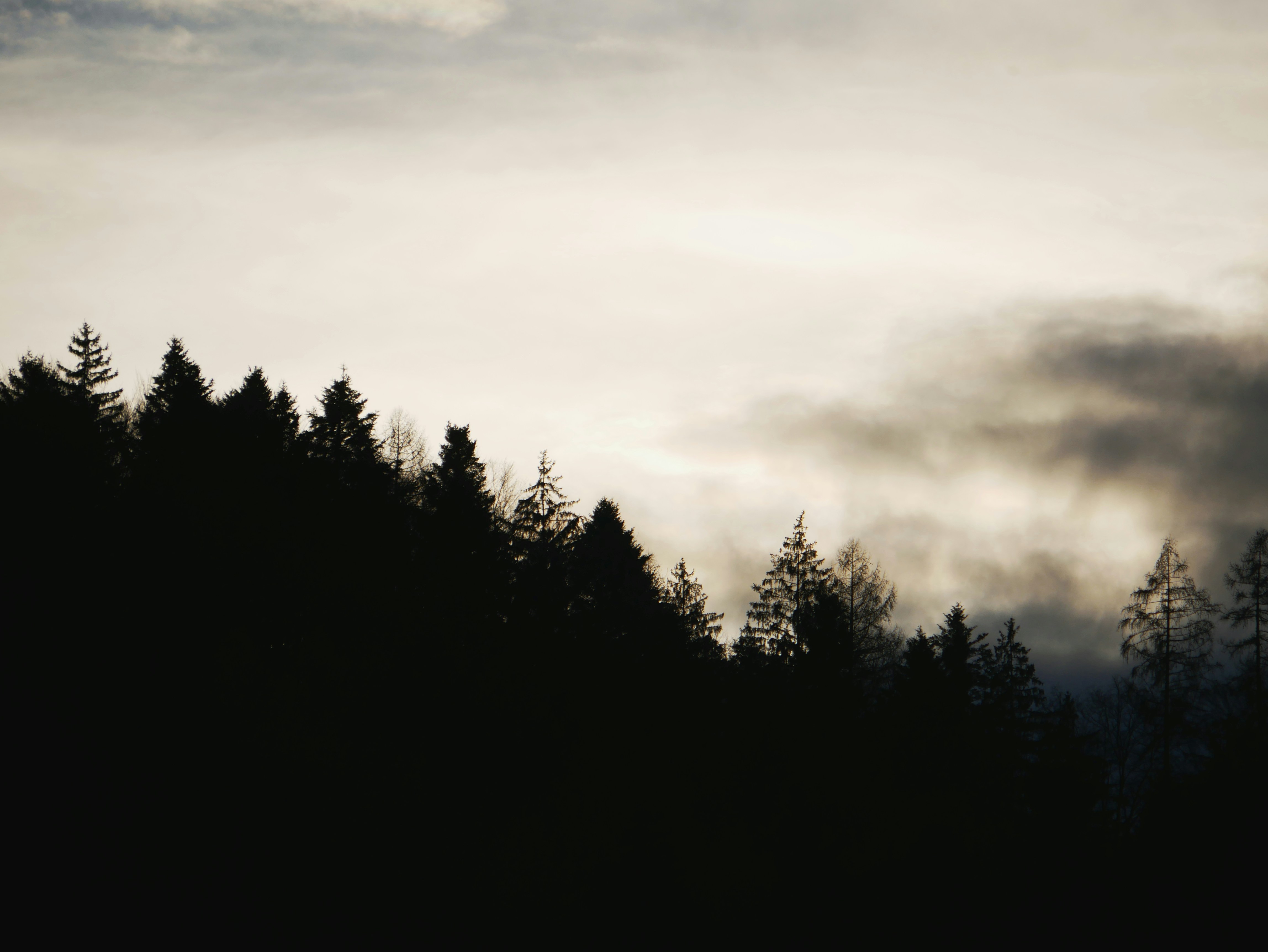 Dark forest silhouette against misty sky