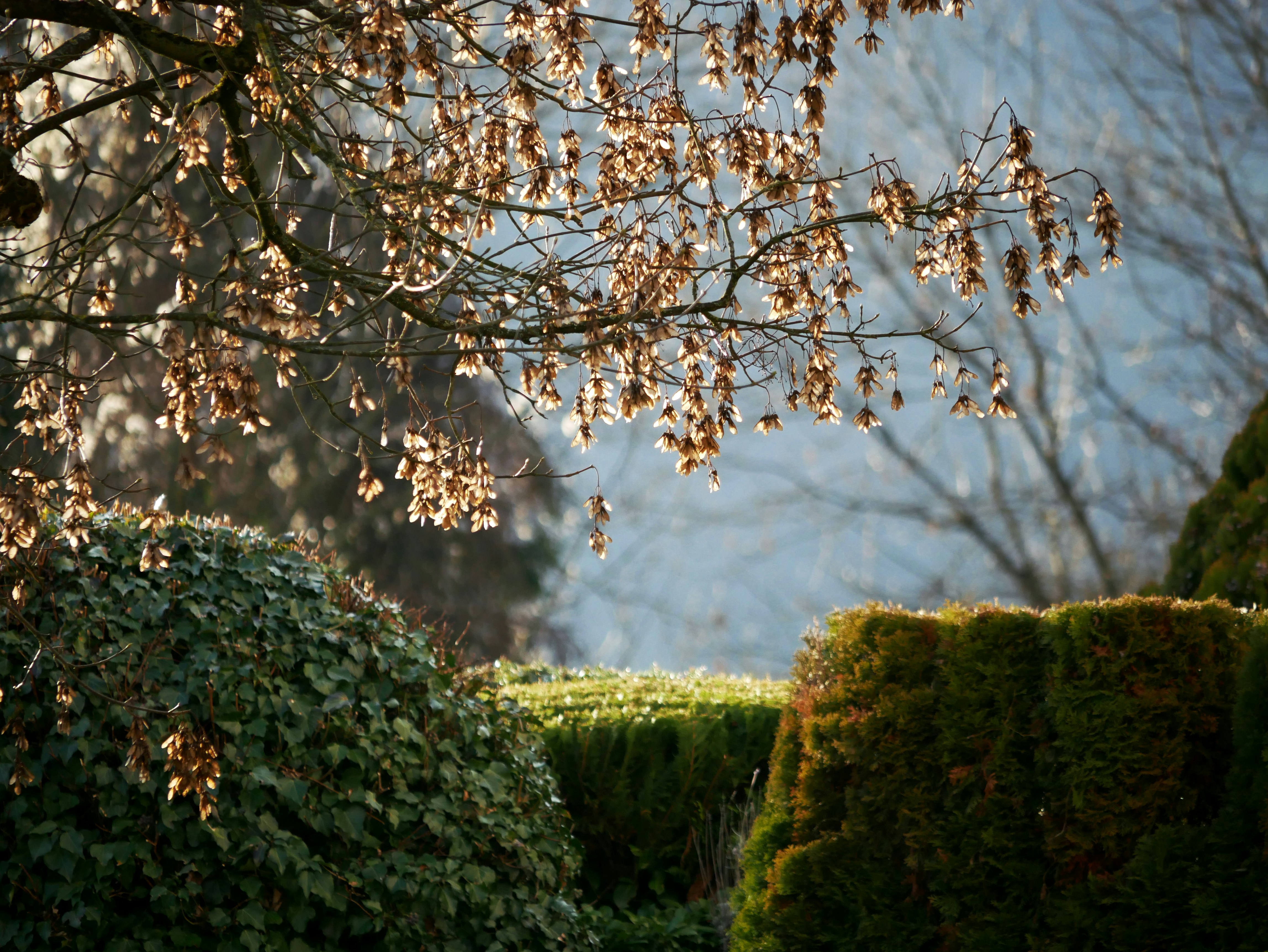 Sunlight filters through bare tree branches over manicured bushes.