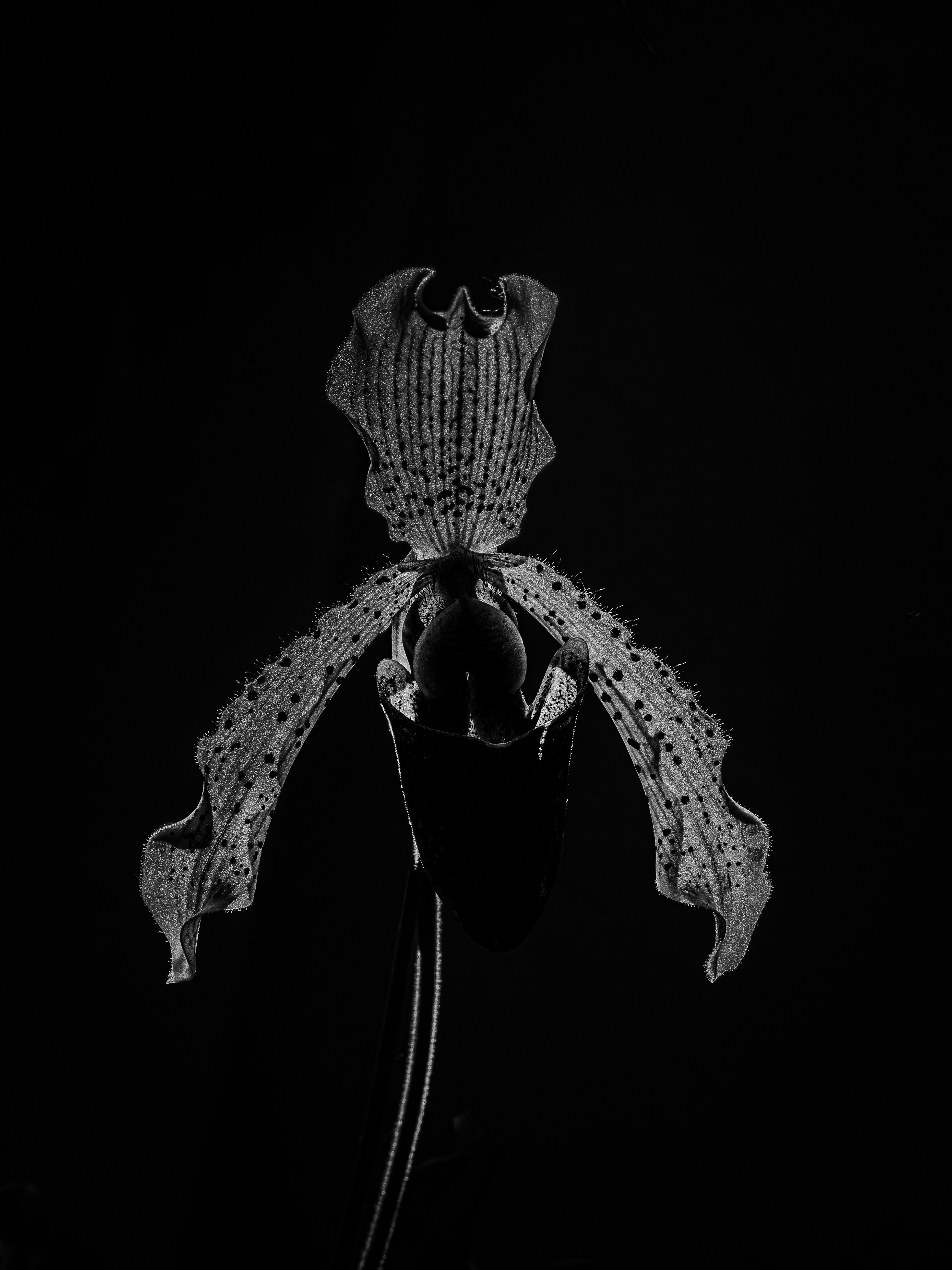 A delicate orchid bloom against a black background