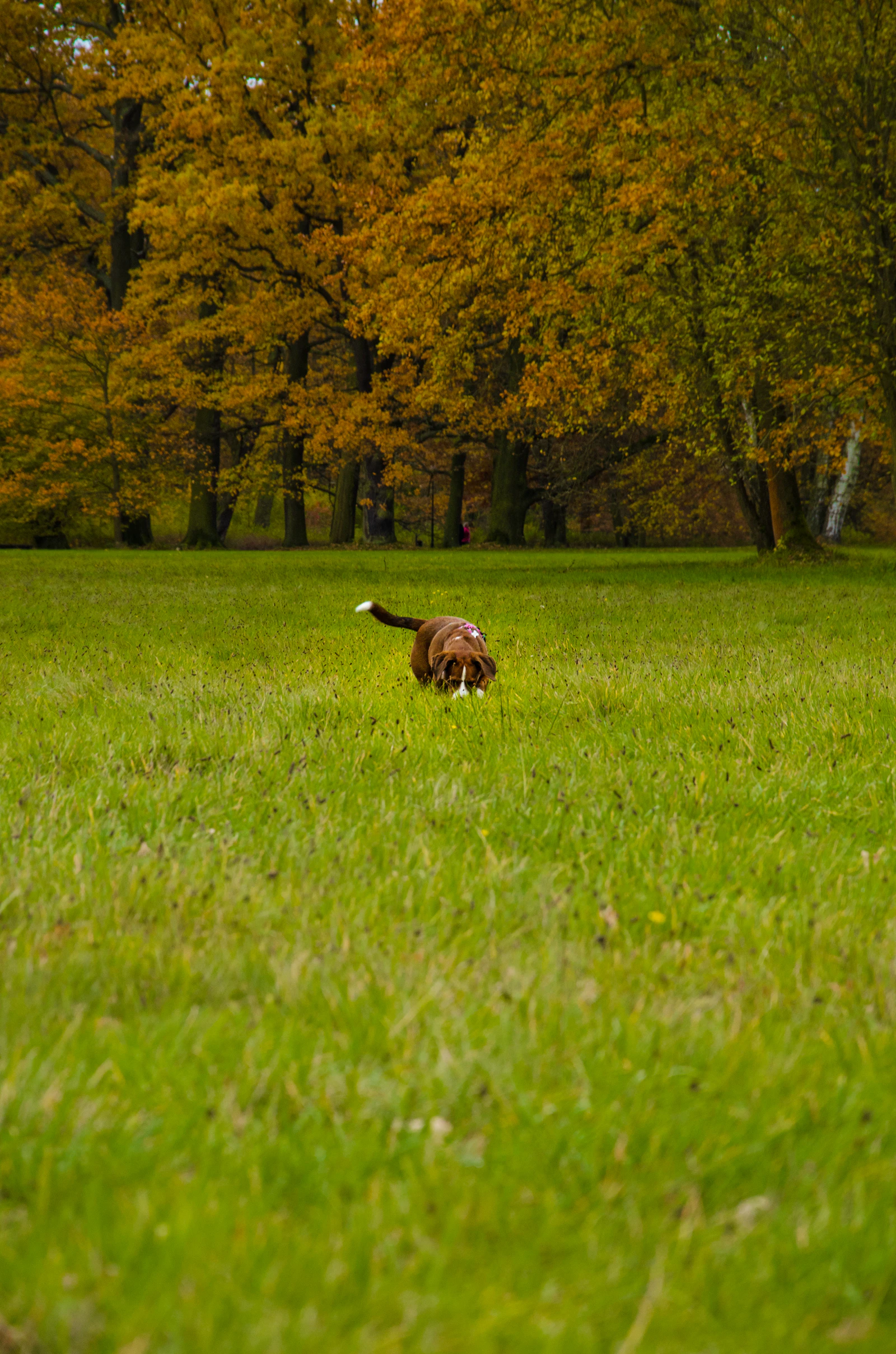 Can You Actually Compost Dog Waste? What the EPA and CDC Say About the Risks