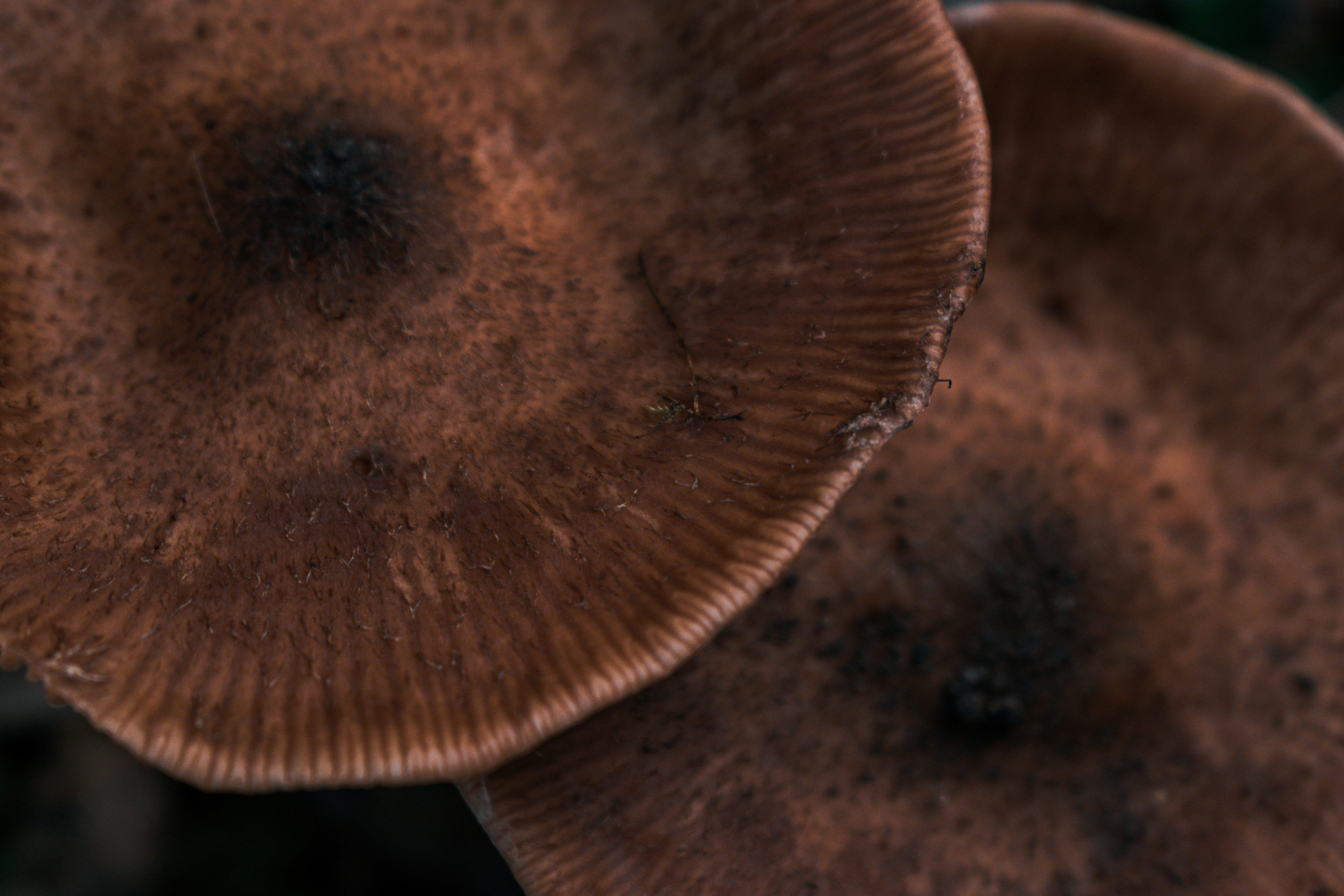 Close-up de dois cogumelos marrons com capas texturizadas.