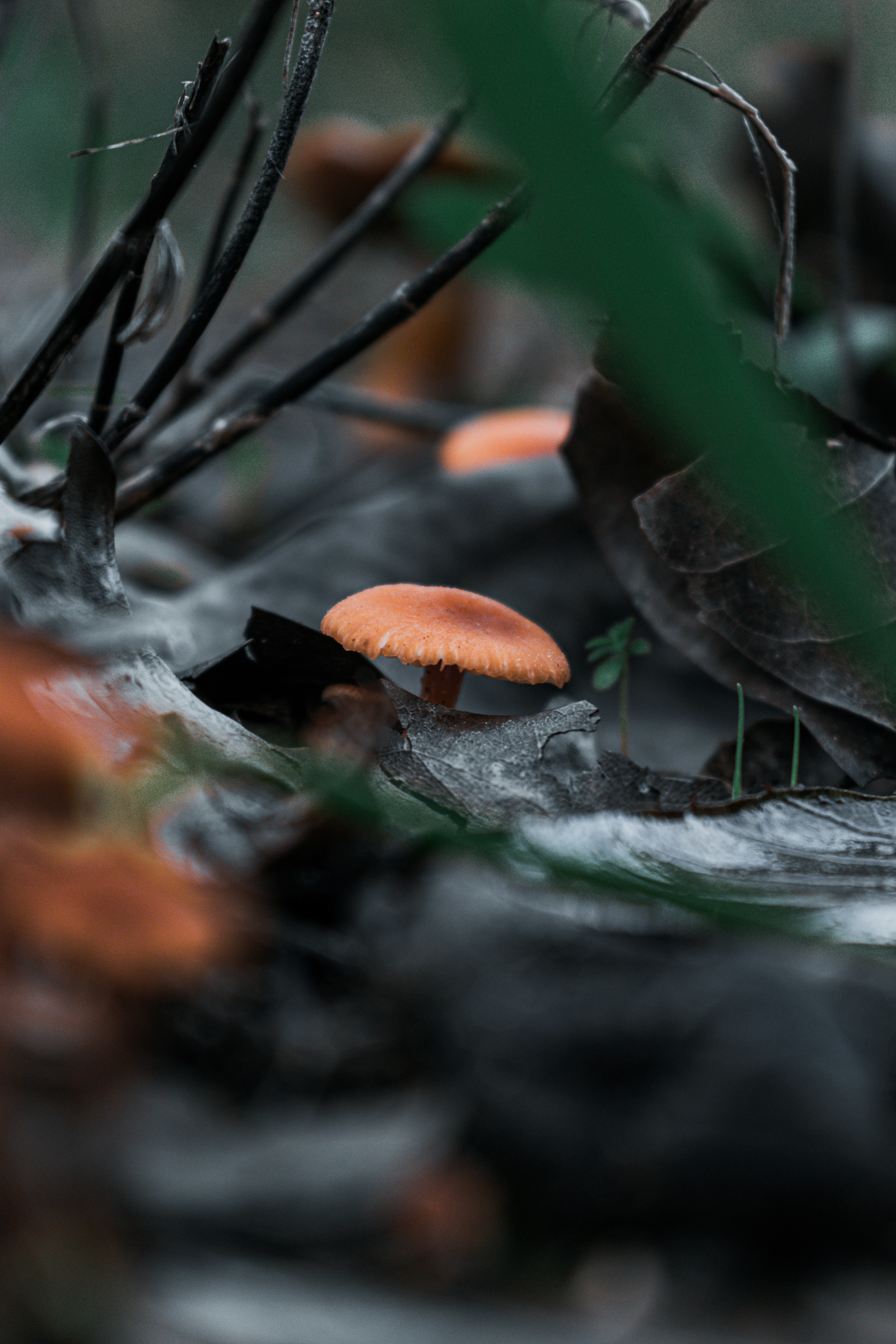 Orange mushrooms grow on forest floor
