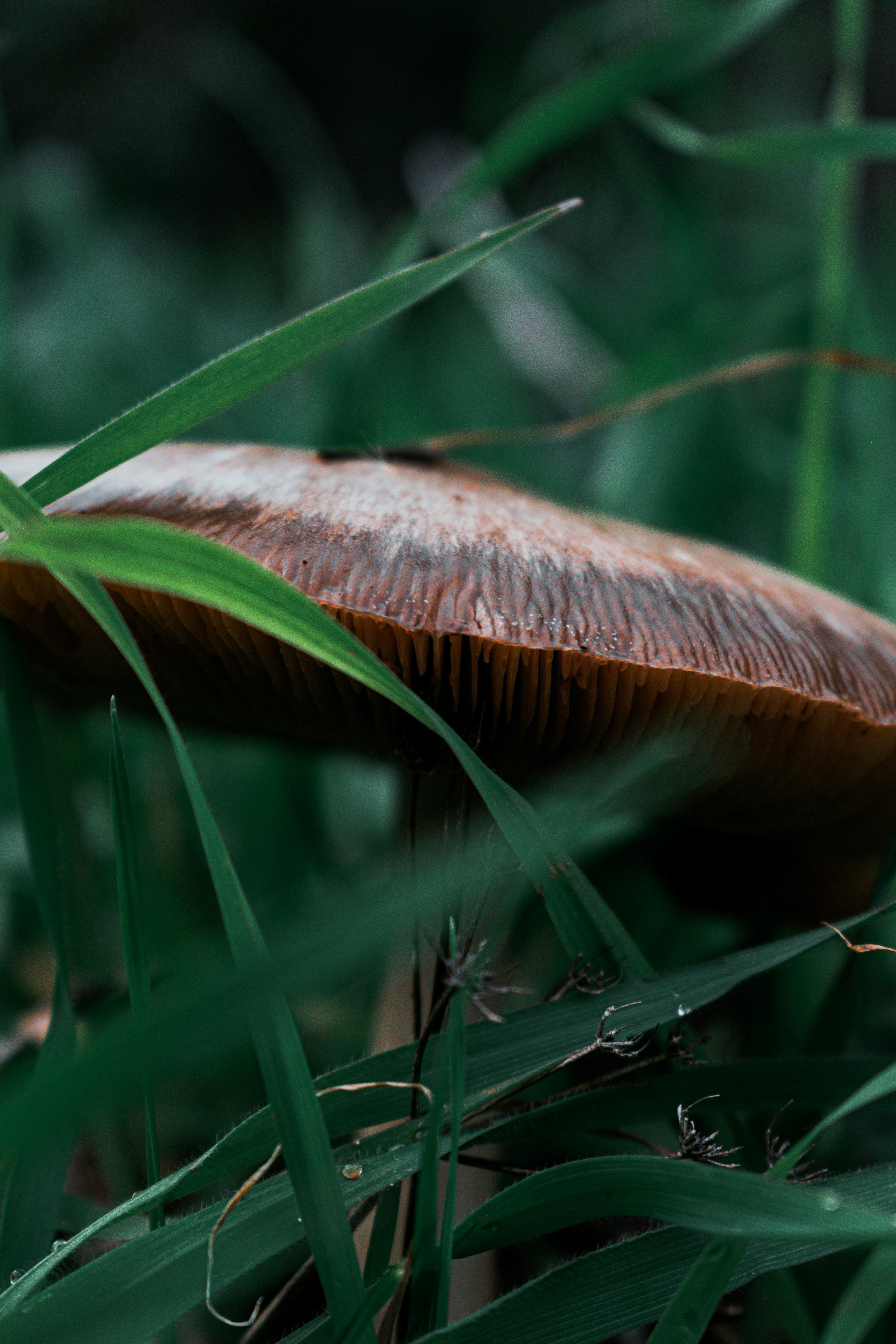 Um gorro de cogumelo marrom espiando através da grama verde