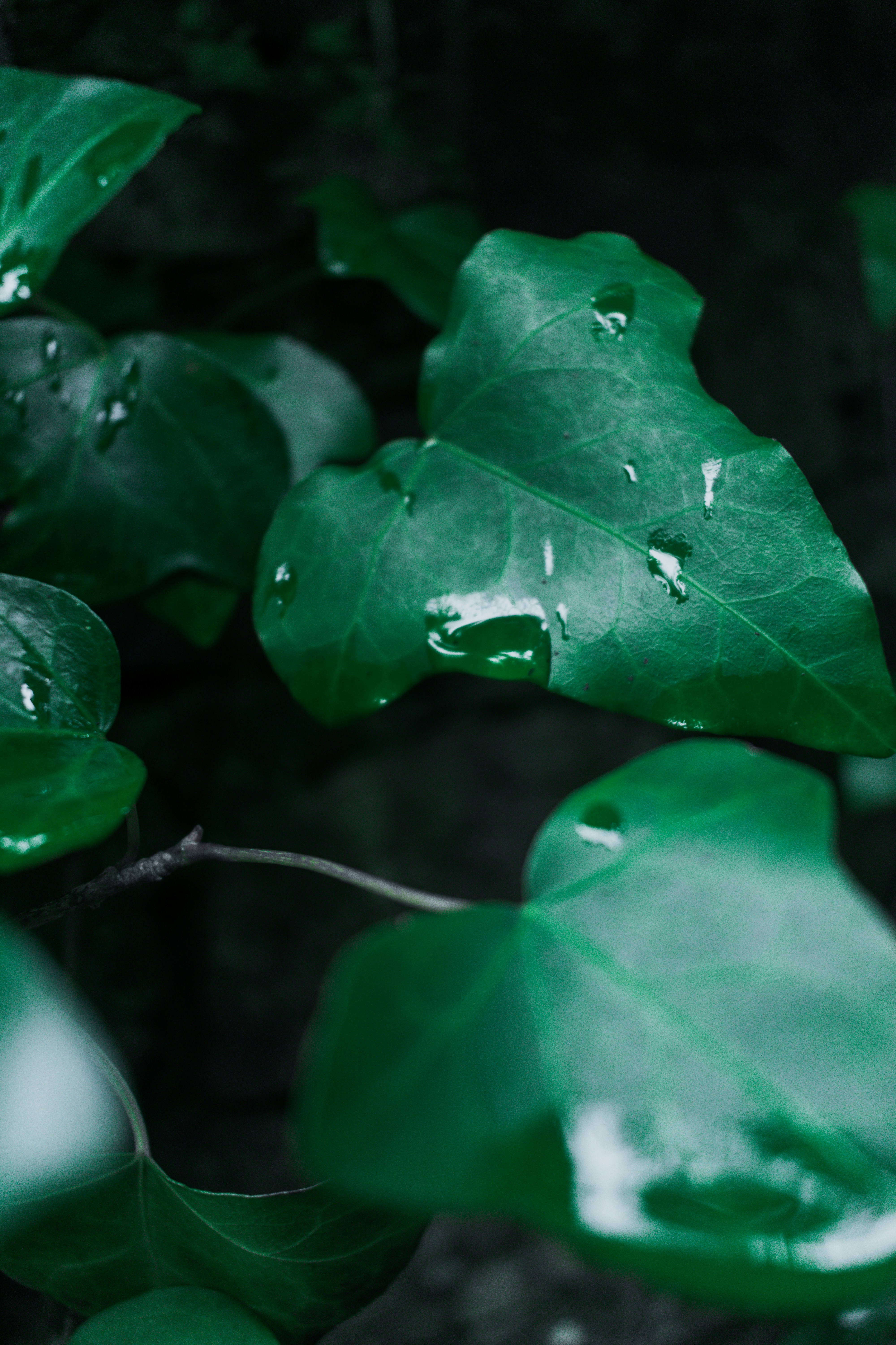 Photo by vadym_alyekseyenko