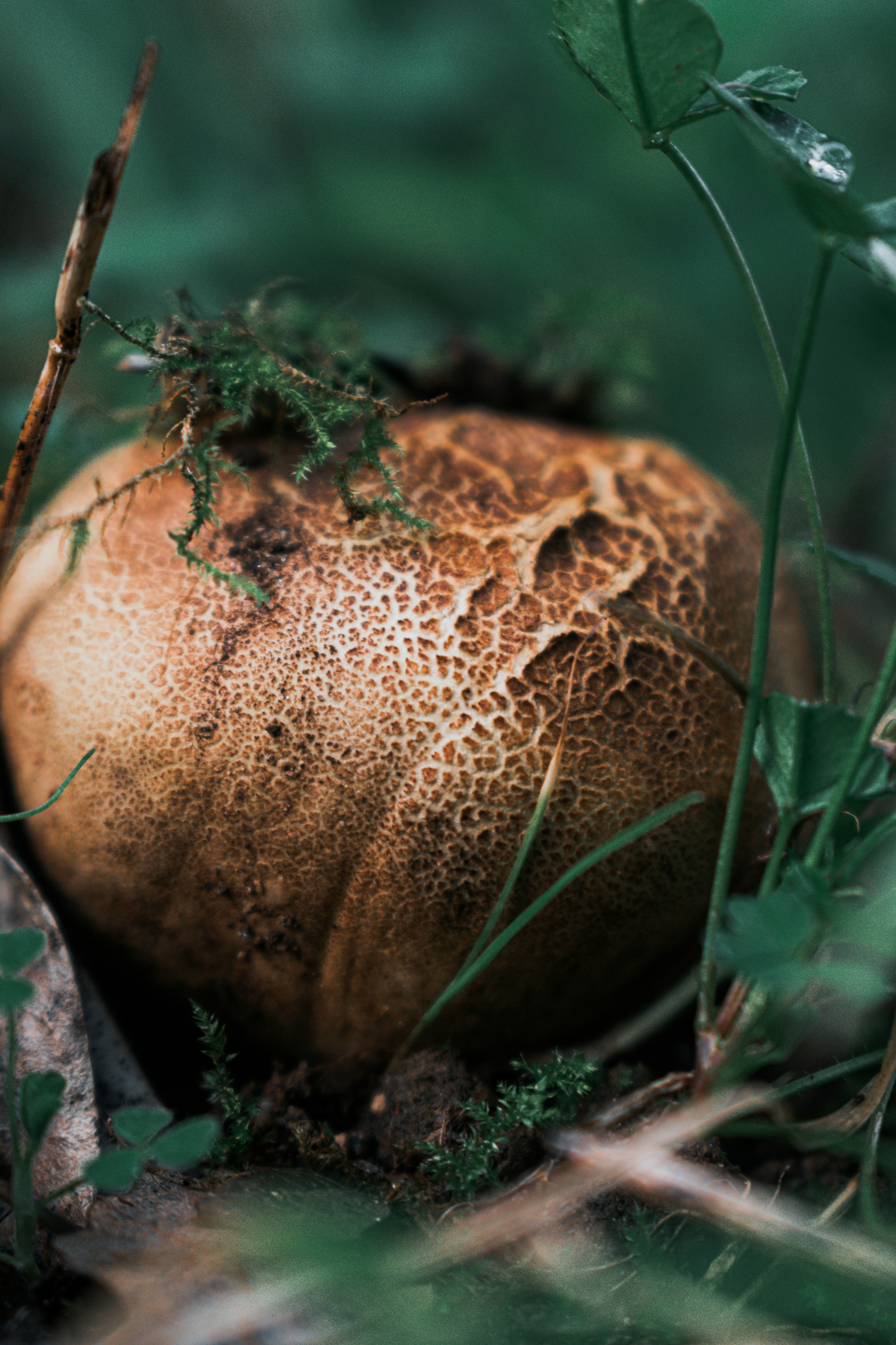 Um cogumelo texturizado cresce no chão da floresta.