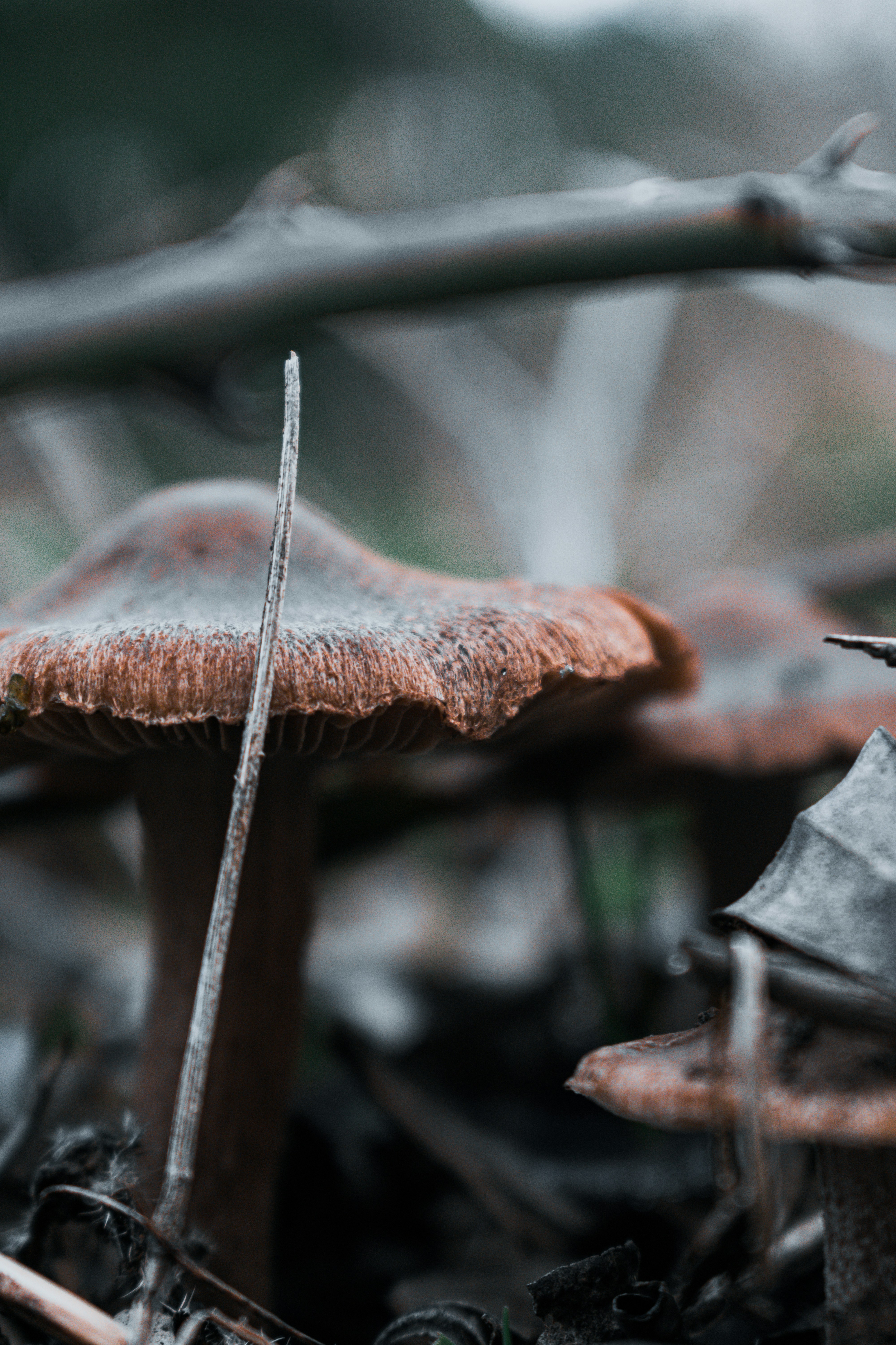 Cogumelos marrons crescendo no chão de uma floresta