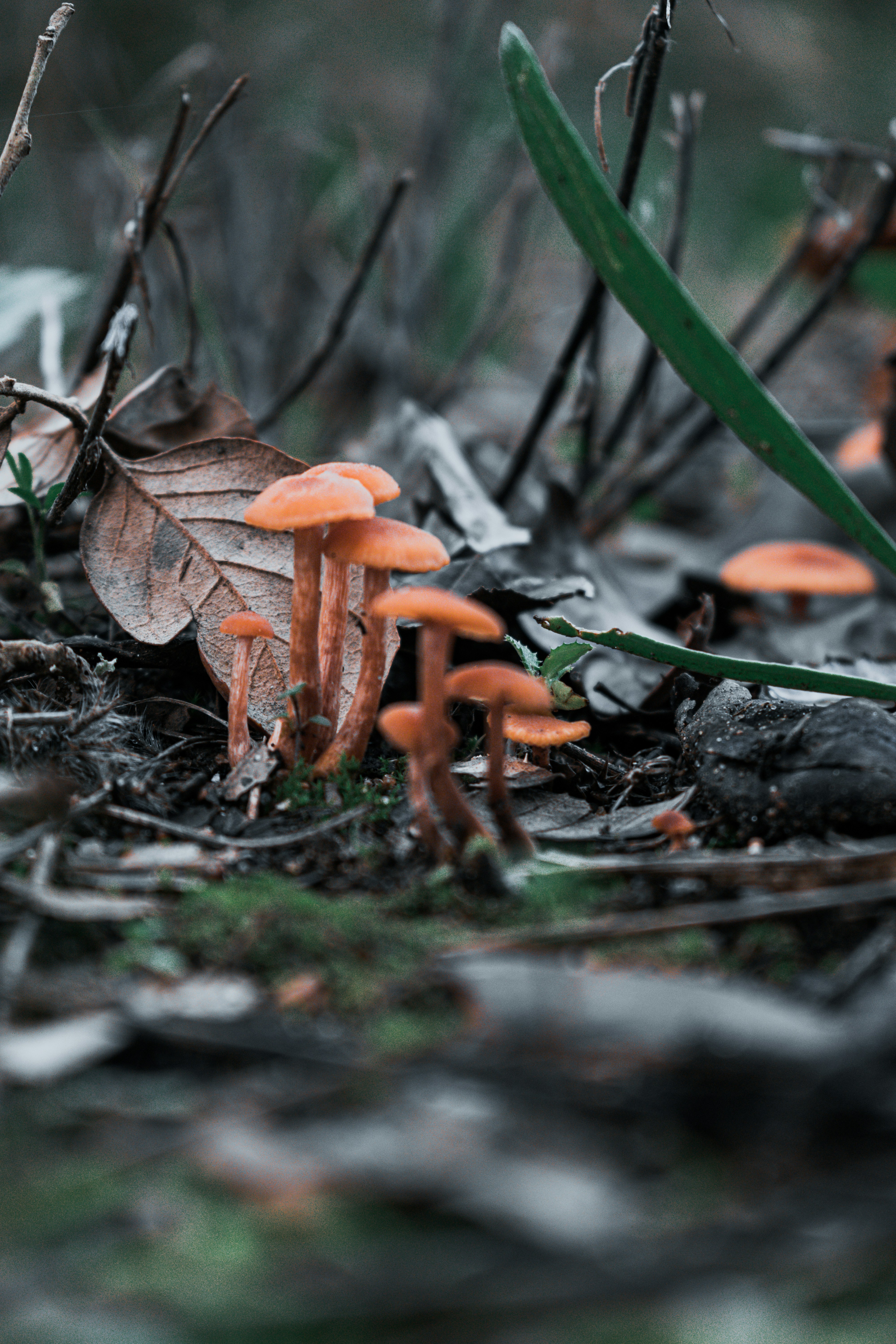 Pequenos cogumelos laranja crescendo no chão da floresta.