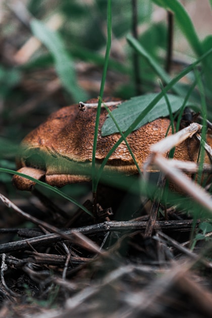 Moos sammeln arten und verwendung in deko und terrarium: helpful reference illustration
