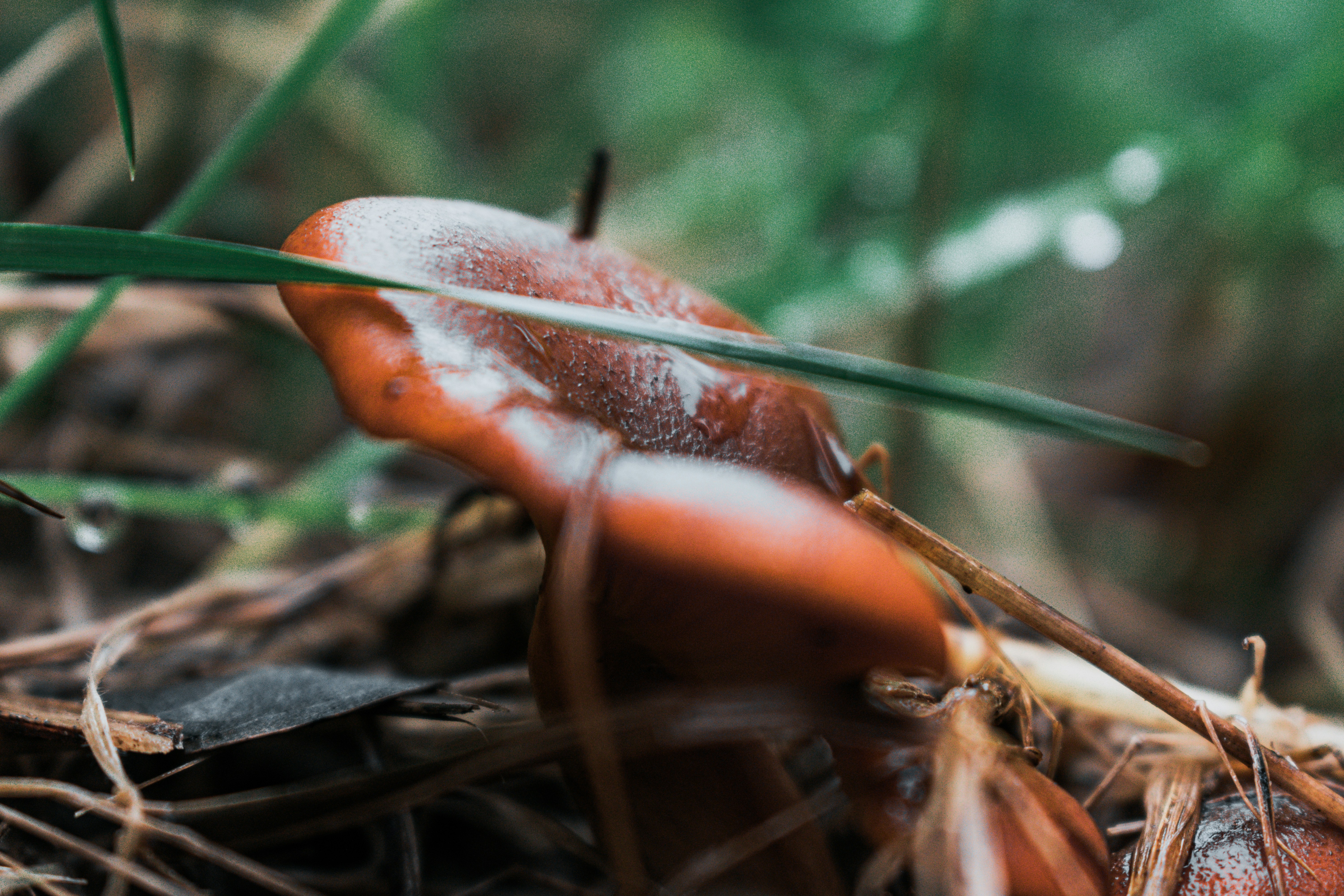 Close-up de um gorro de cogumelo vermelho com gotas de orvalho.