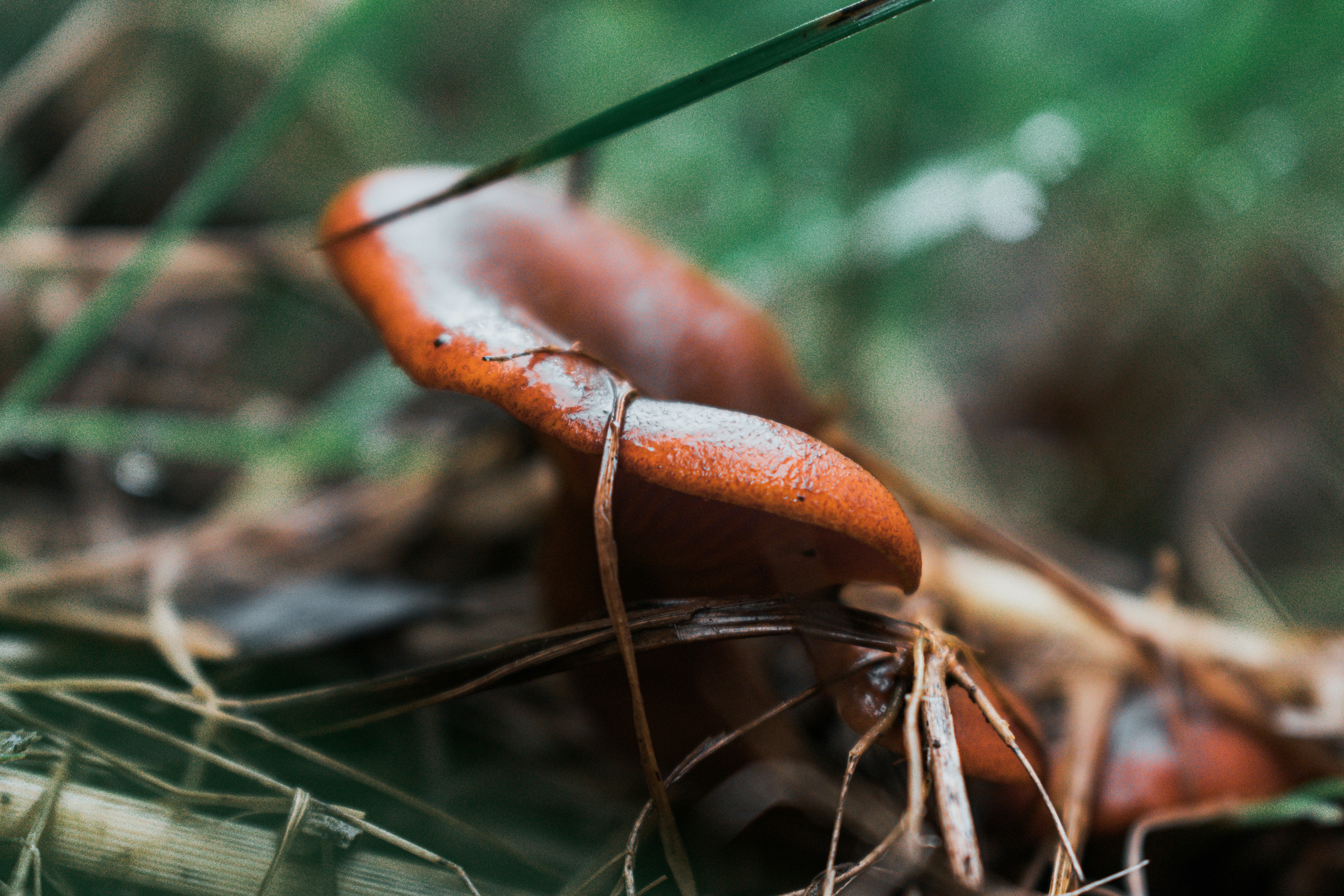 Um close de um cogumelo marrom crescendo na grama.