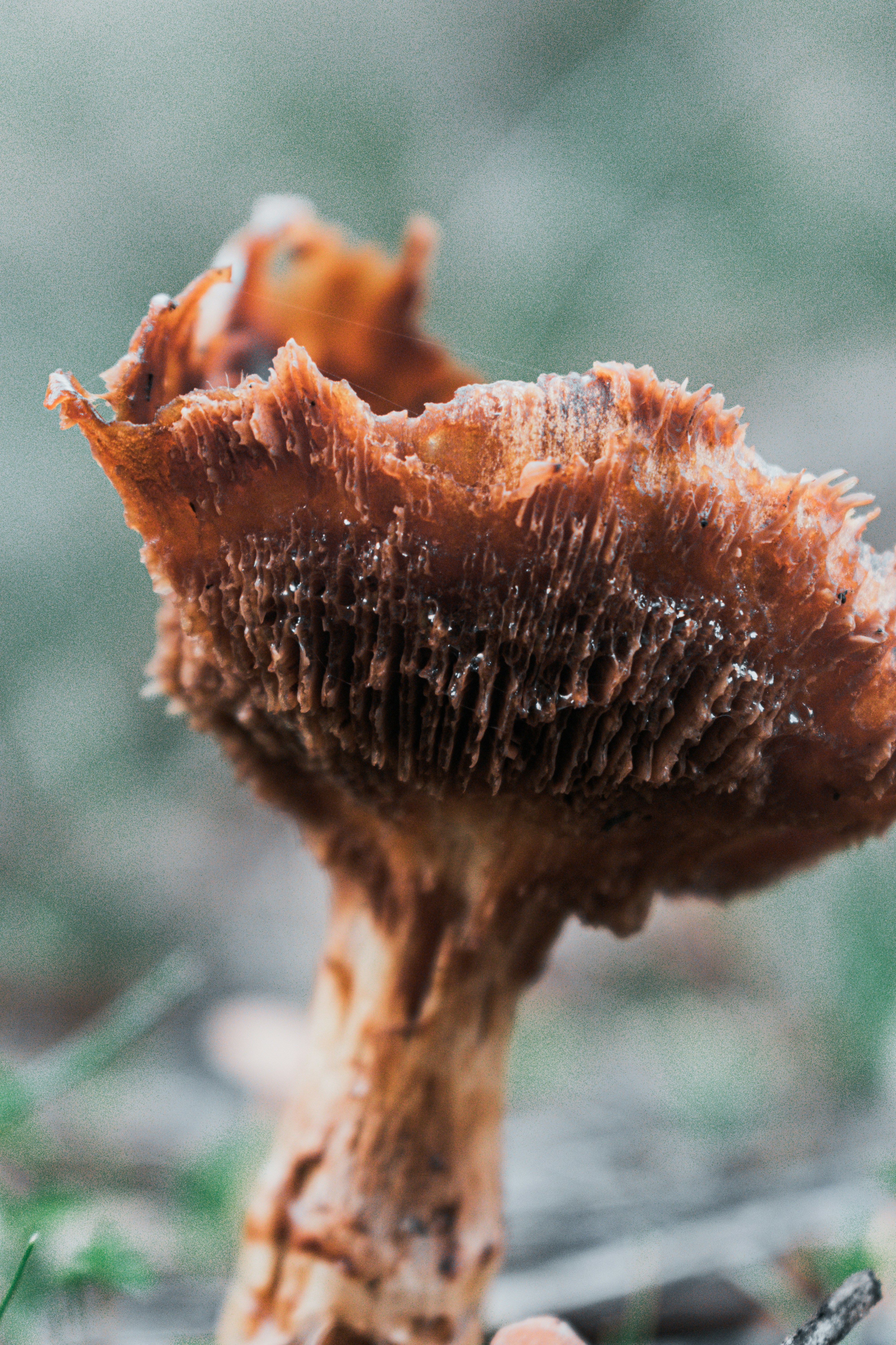 Close de um cogumelo marrom com brânquias visíveis.