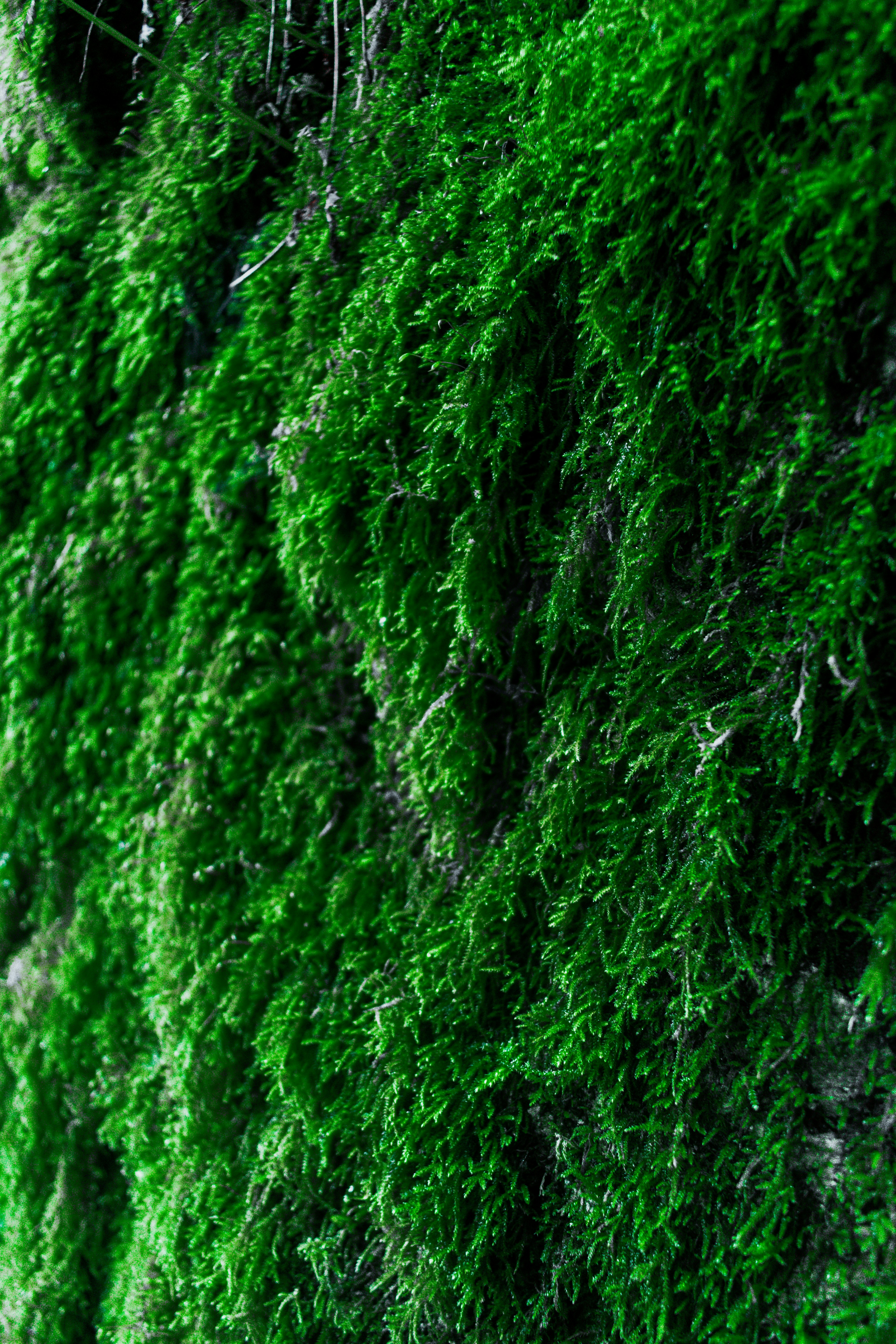 Photo by vadym_alyekseyenko