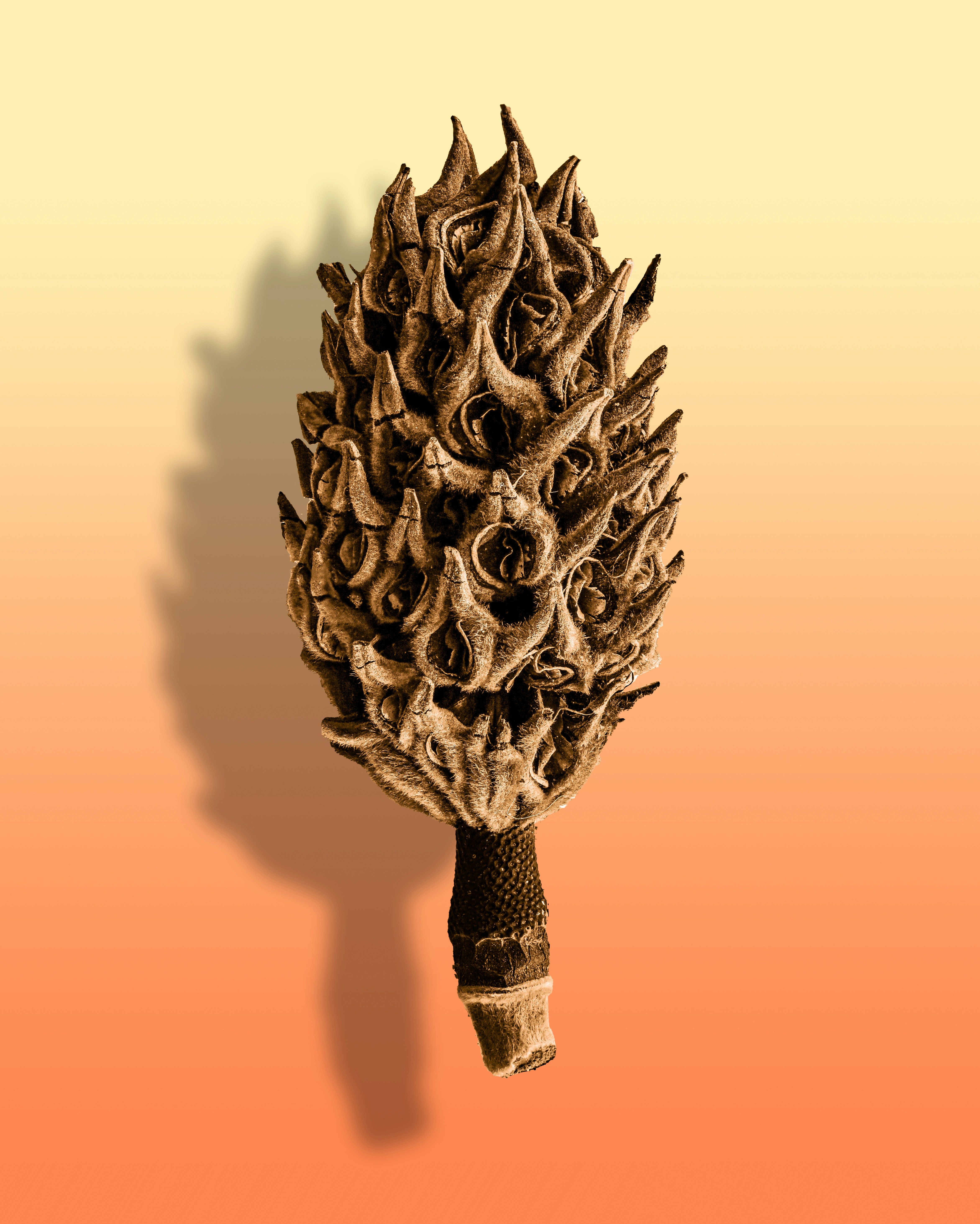 Photo by sschusterphotoart