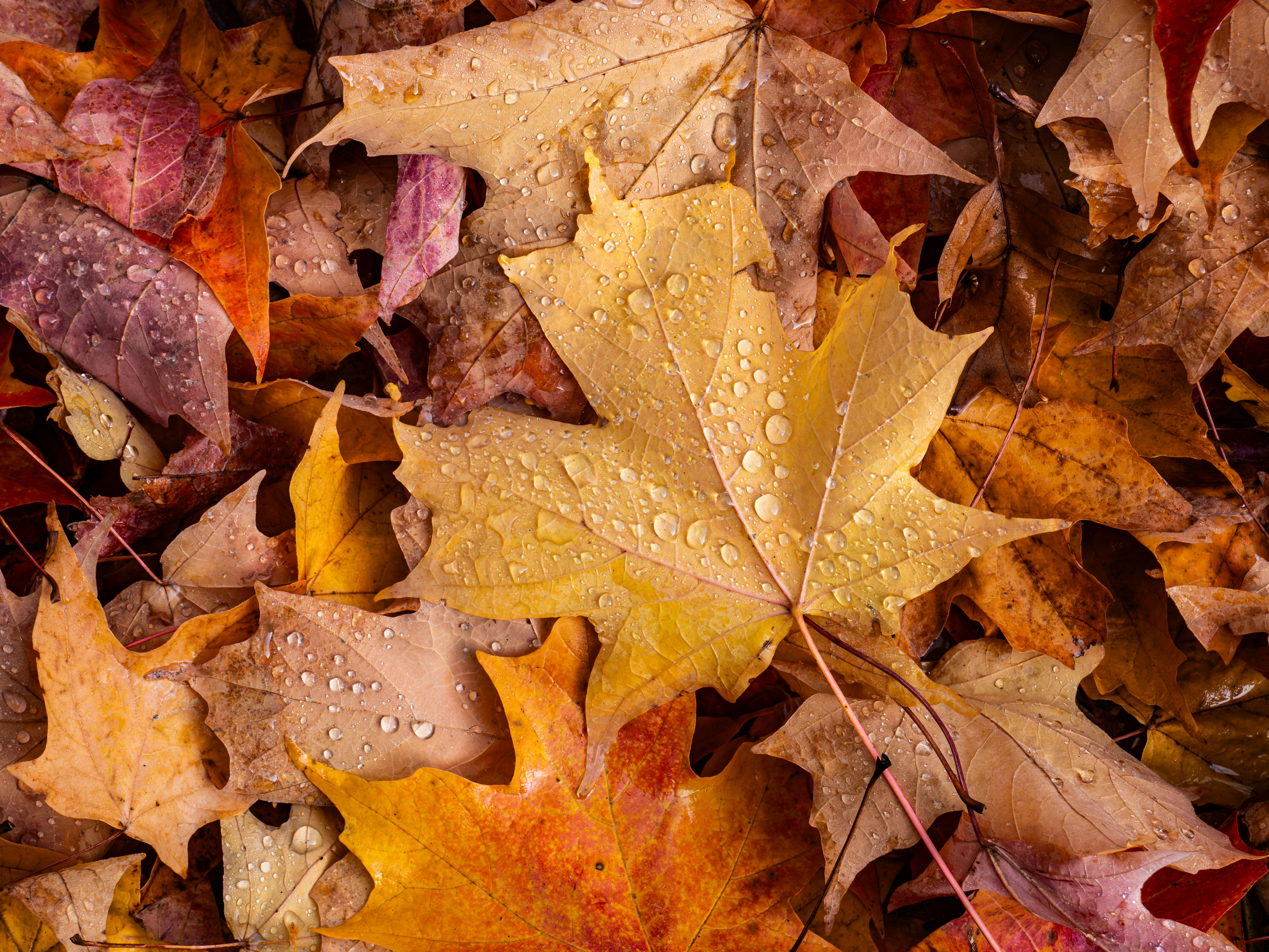 Photo by sschusterphotoart