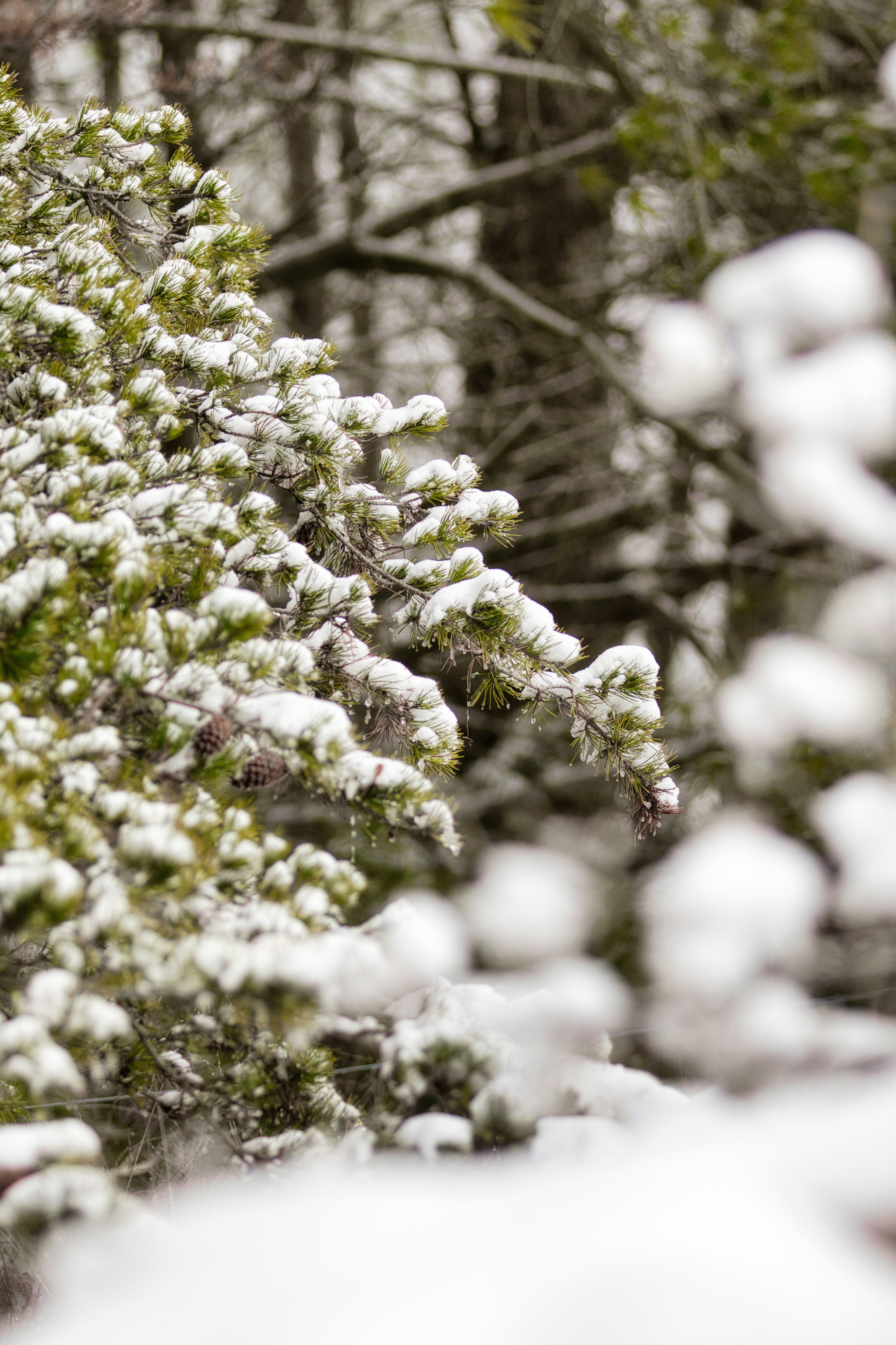 Pine tree branches covered in fresh snow