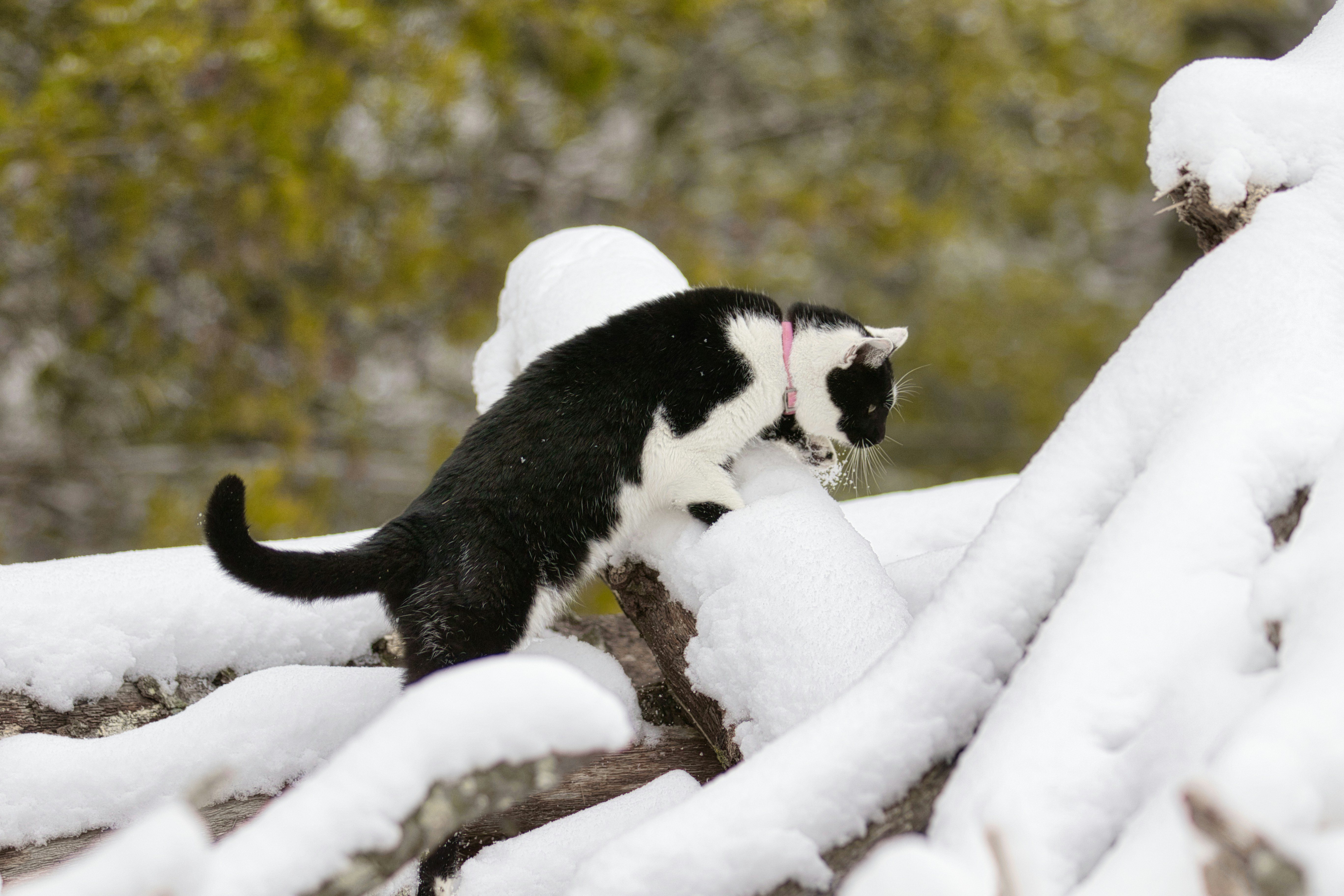 Black and white cat walking on snowy branches