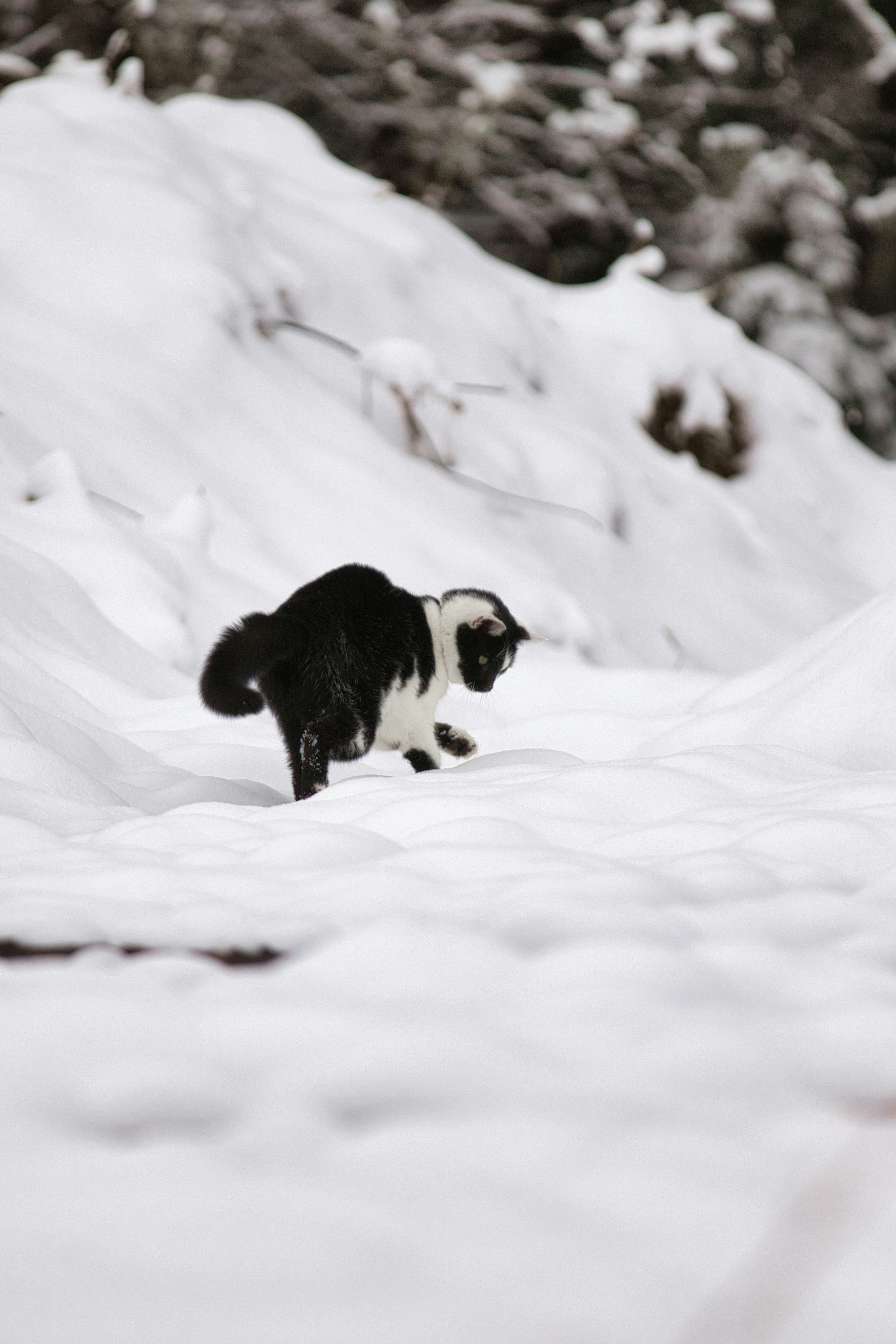 A black and white cat walks through the snow.