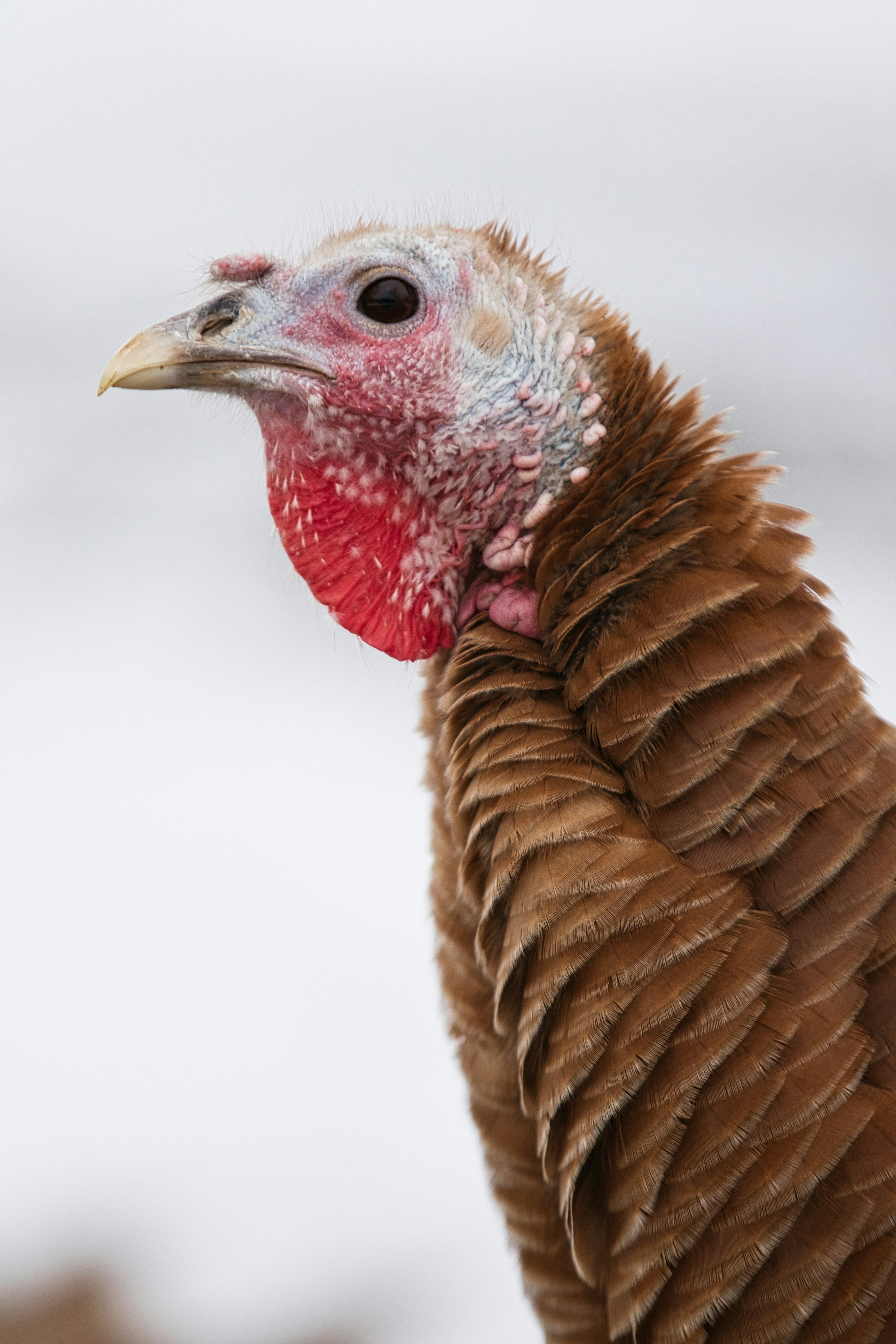 winter wallpaper feathers, wallpaper, Down Gear: Choosing Responsibly Sourced Options 5