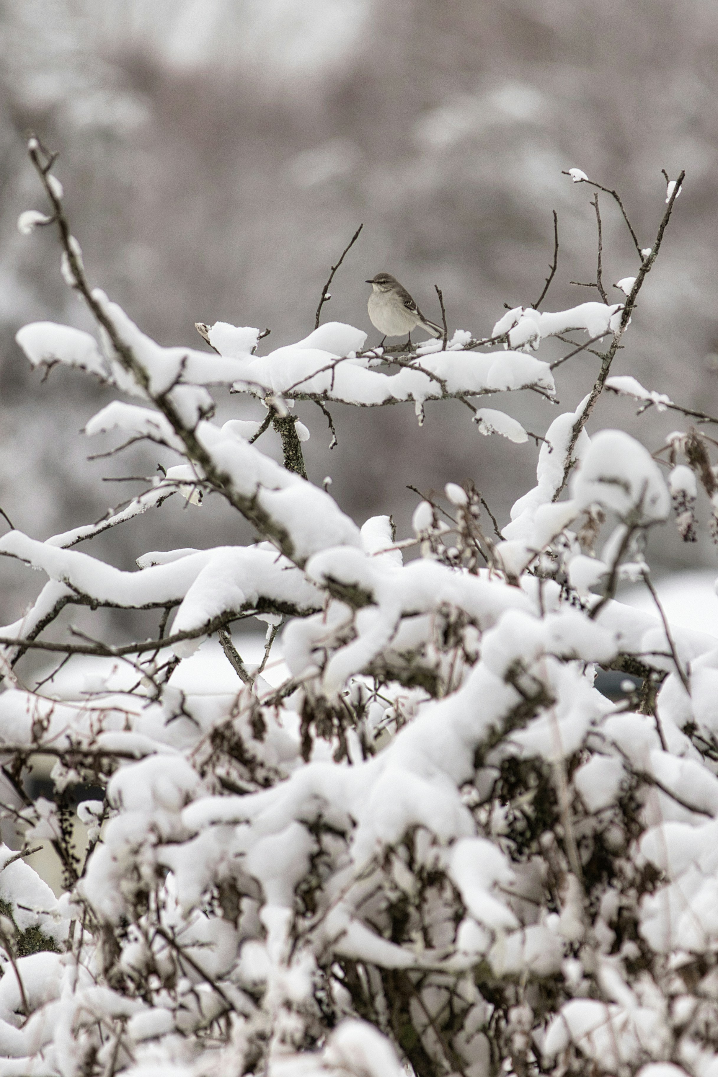 A small bird perched on a snow-covered branch.