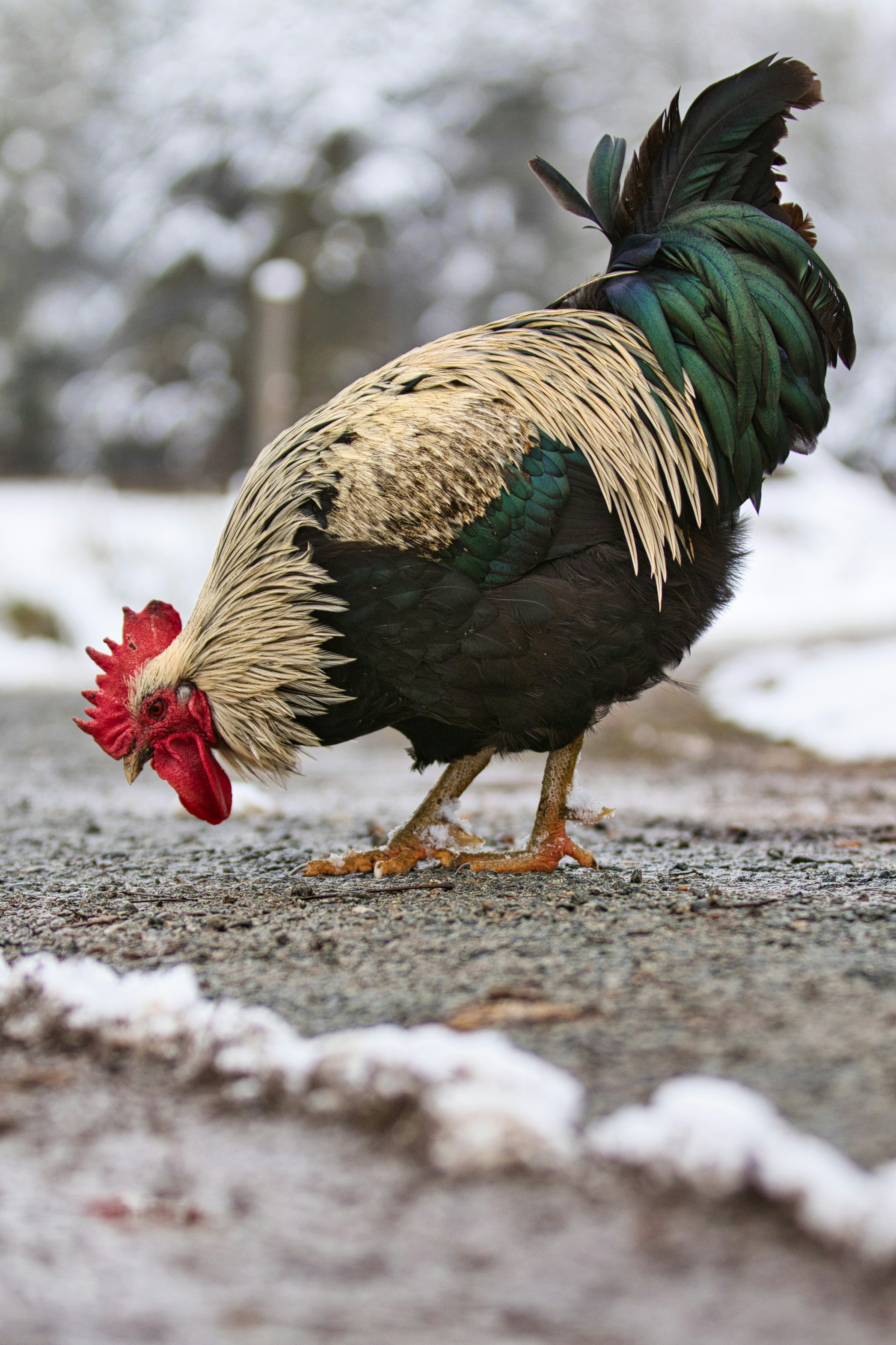 A colorful rooster pecking on a snowy path.