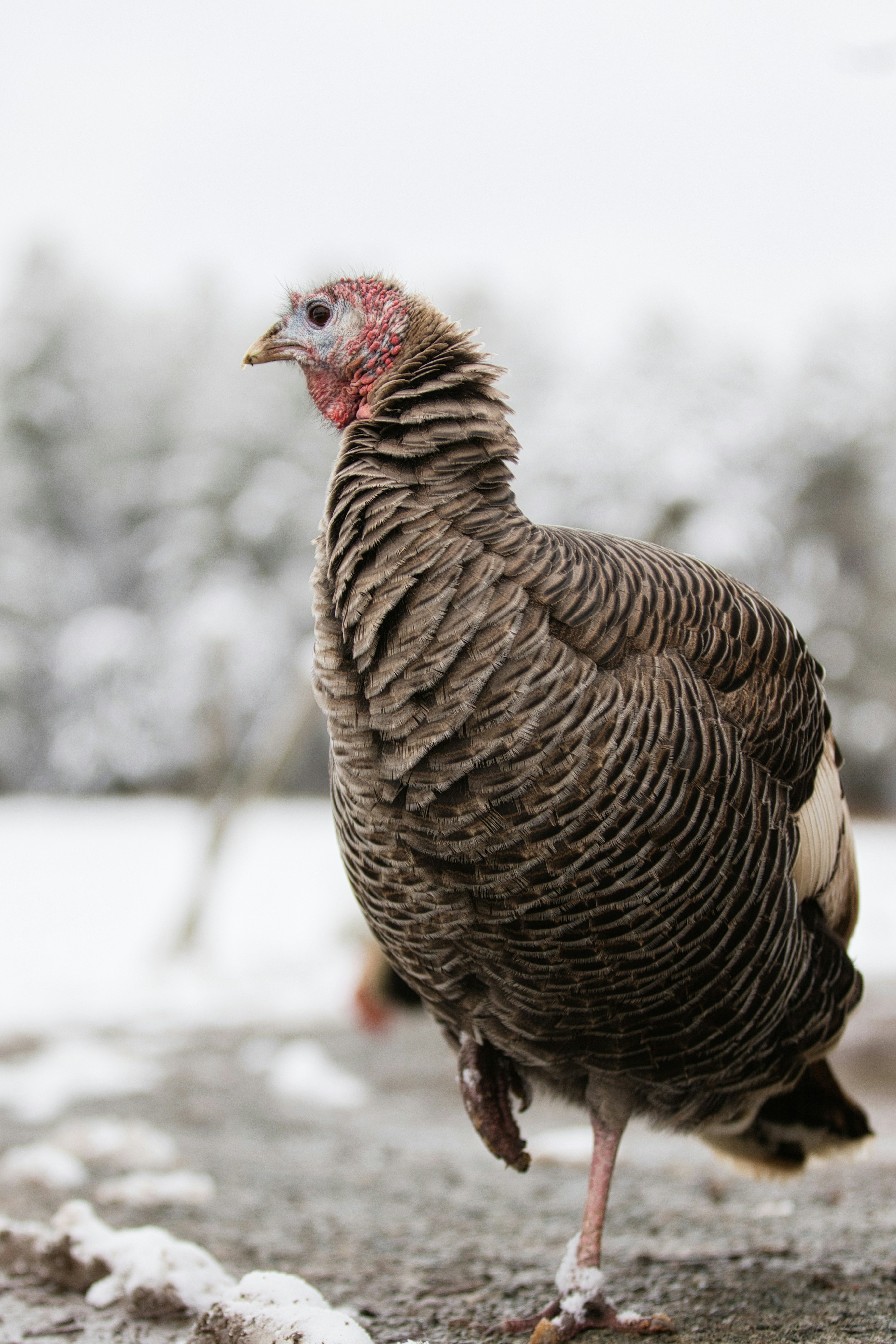 A turkey stands in the snow on a cold day.