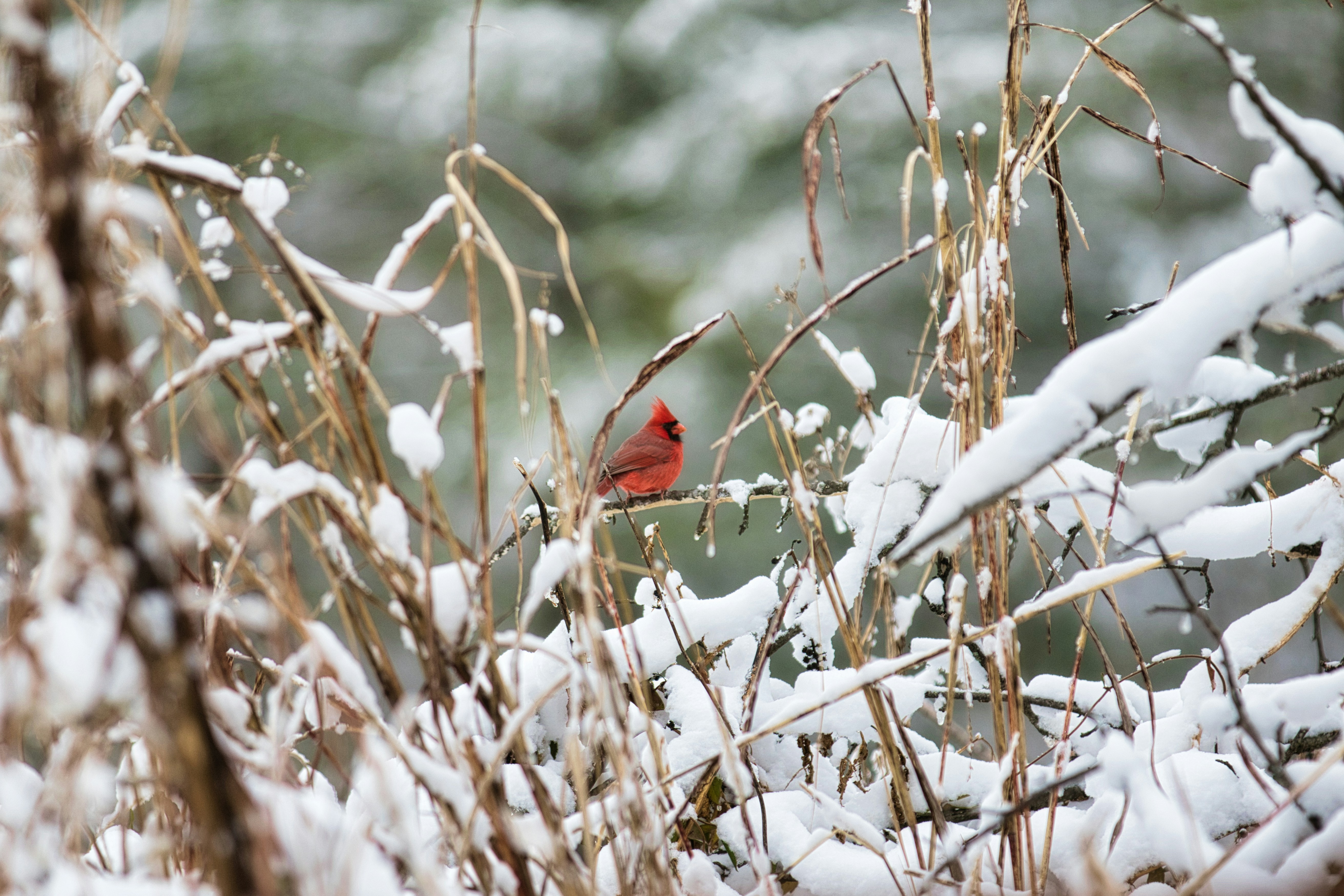 A red cardinal sits amongst snowy branches and reeds.