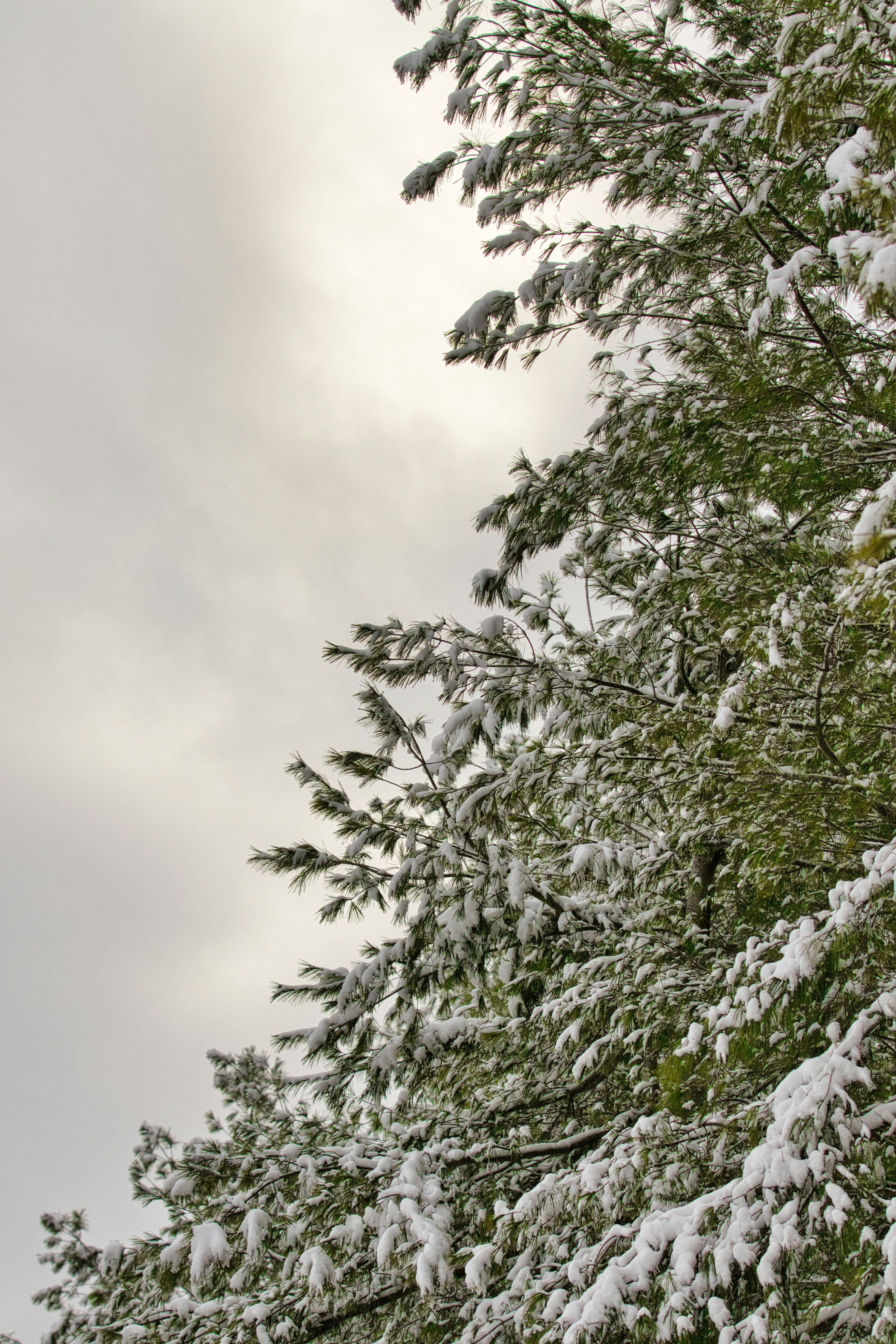Snow-covered pine branches against a cloudy sky.
