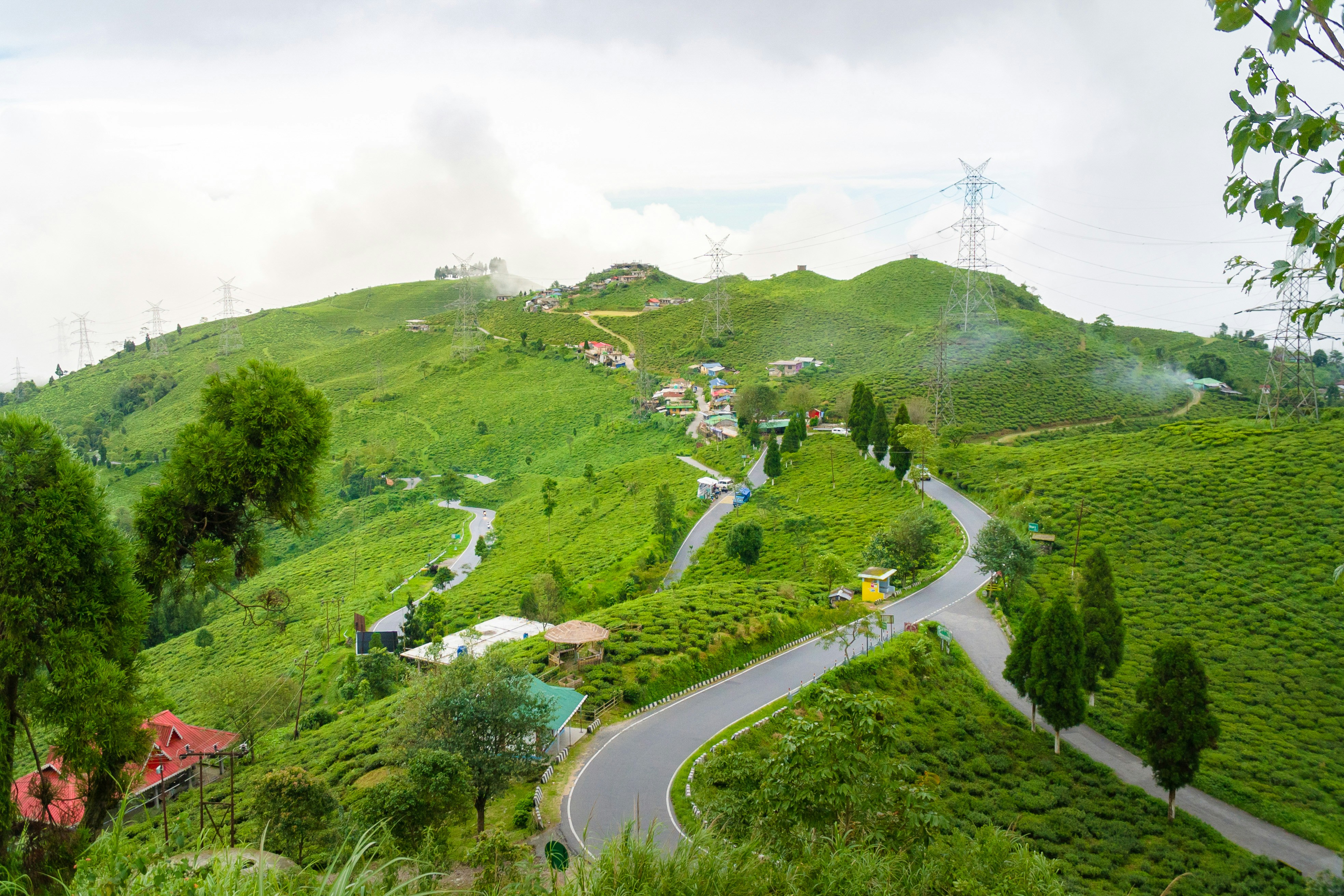 Roots and Revenue: How Darjeeling's Tea Families Are Cultivating New Paths to Prosperity