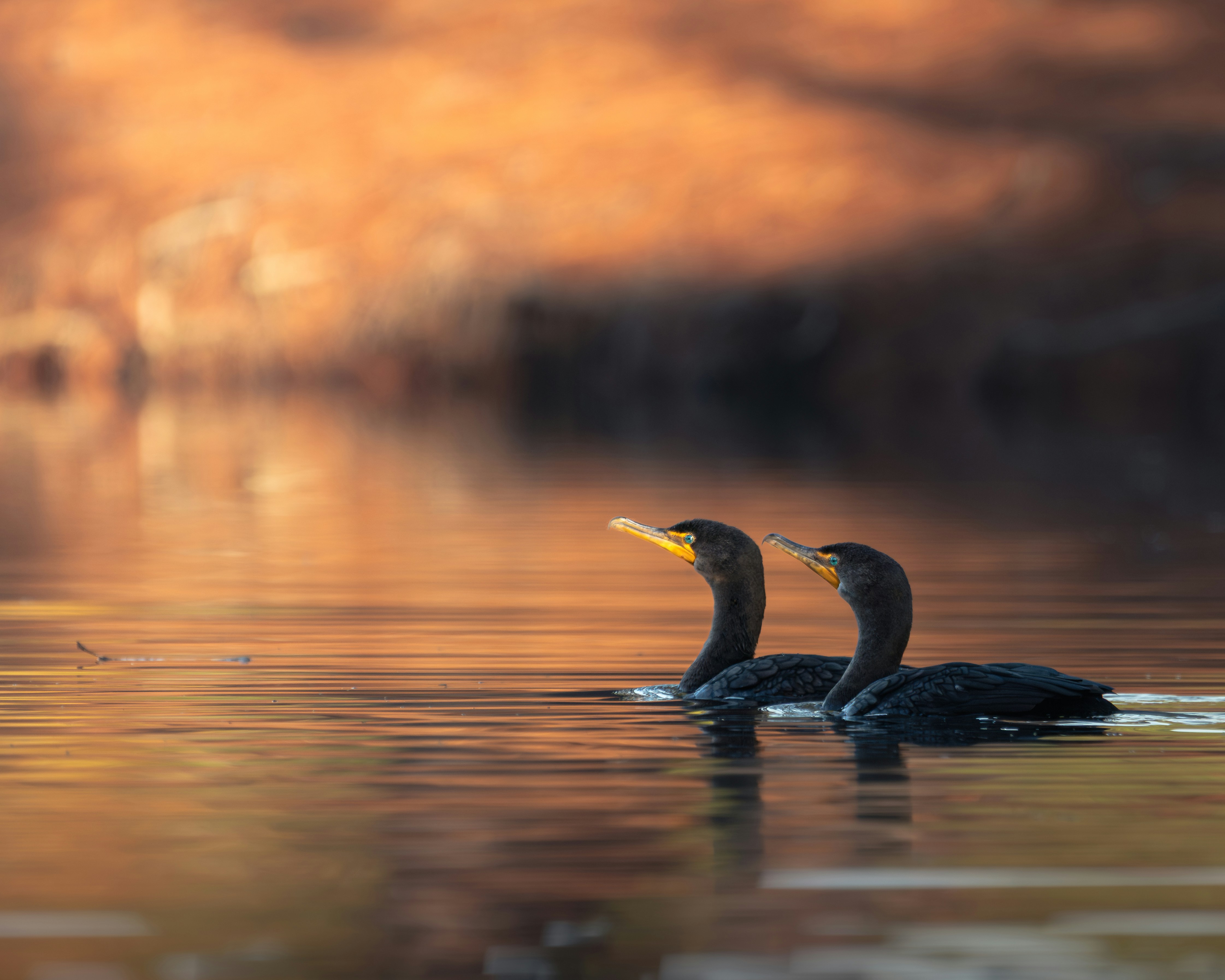 Dois corvos-marinhos nadam em um lago ao pôr do sol.