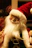 A festive santa claus figure with a long white beard.